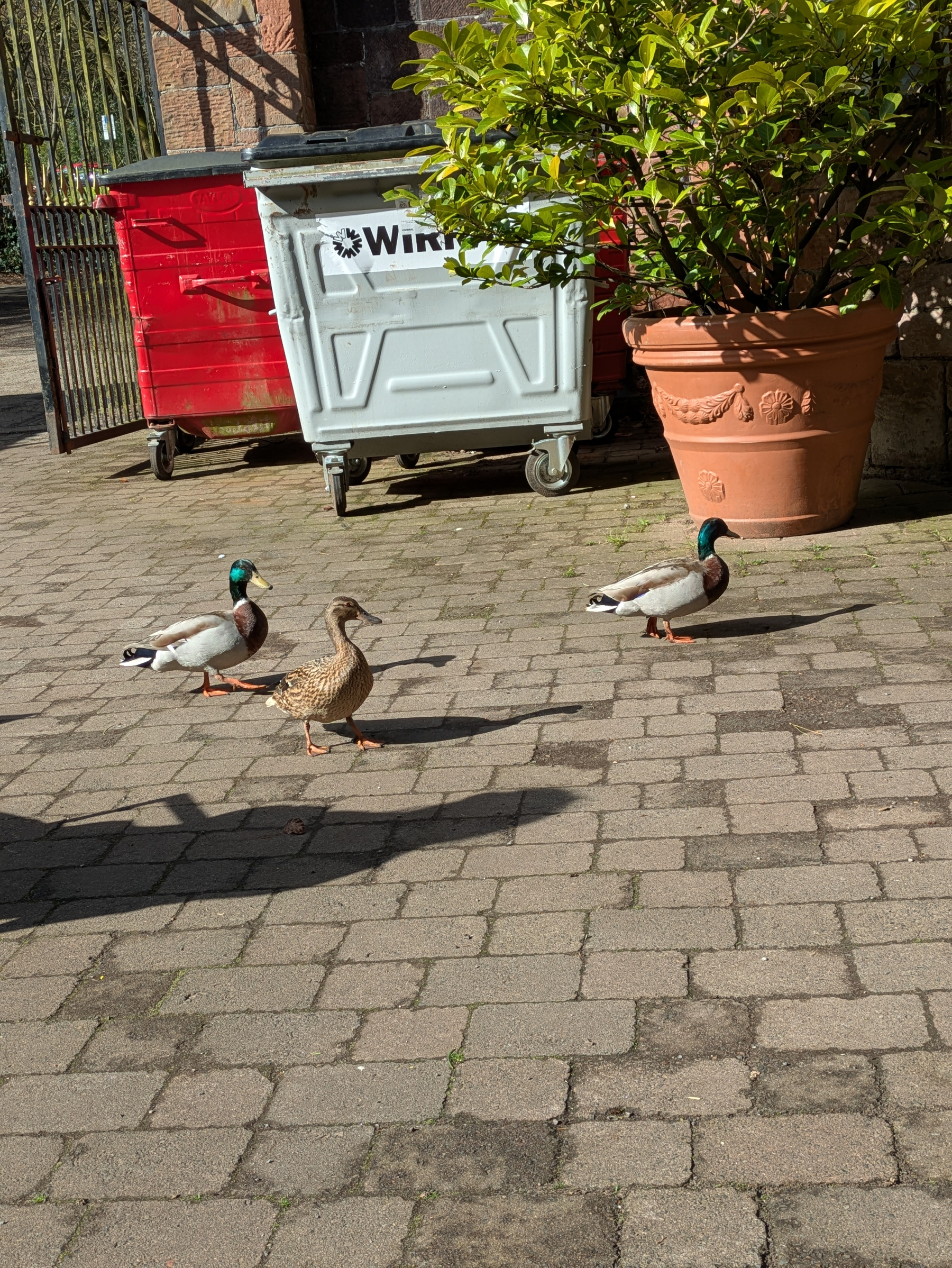 Three ducks on cobblestones in front of a potted shrub and two dumpsters. 
