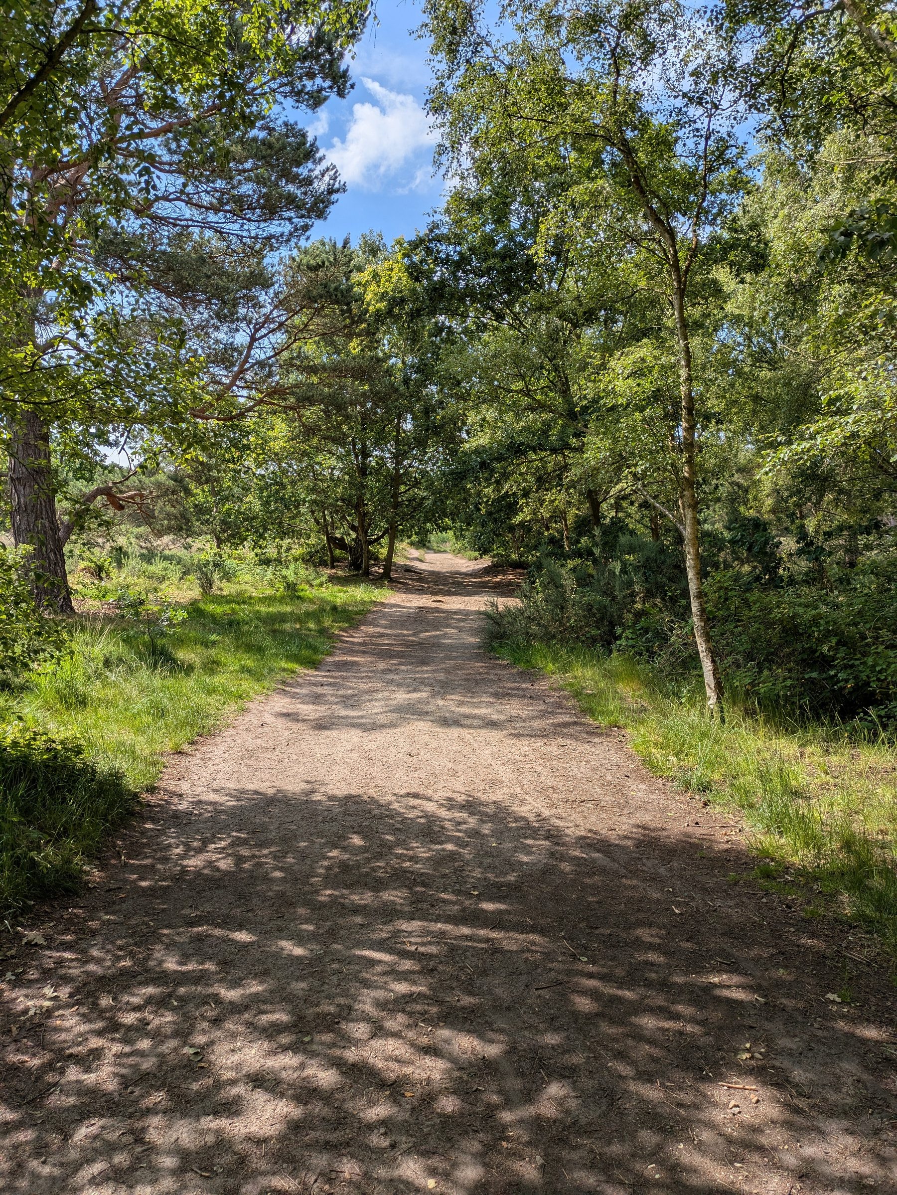 A sunlit dirt path winds through a forested area with tall trees and green foliage on either side.