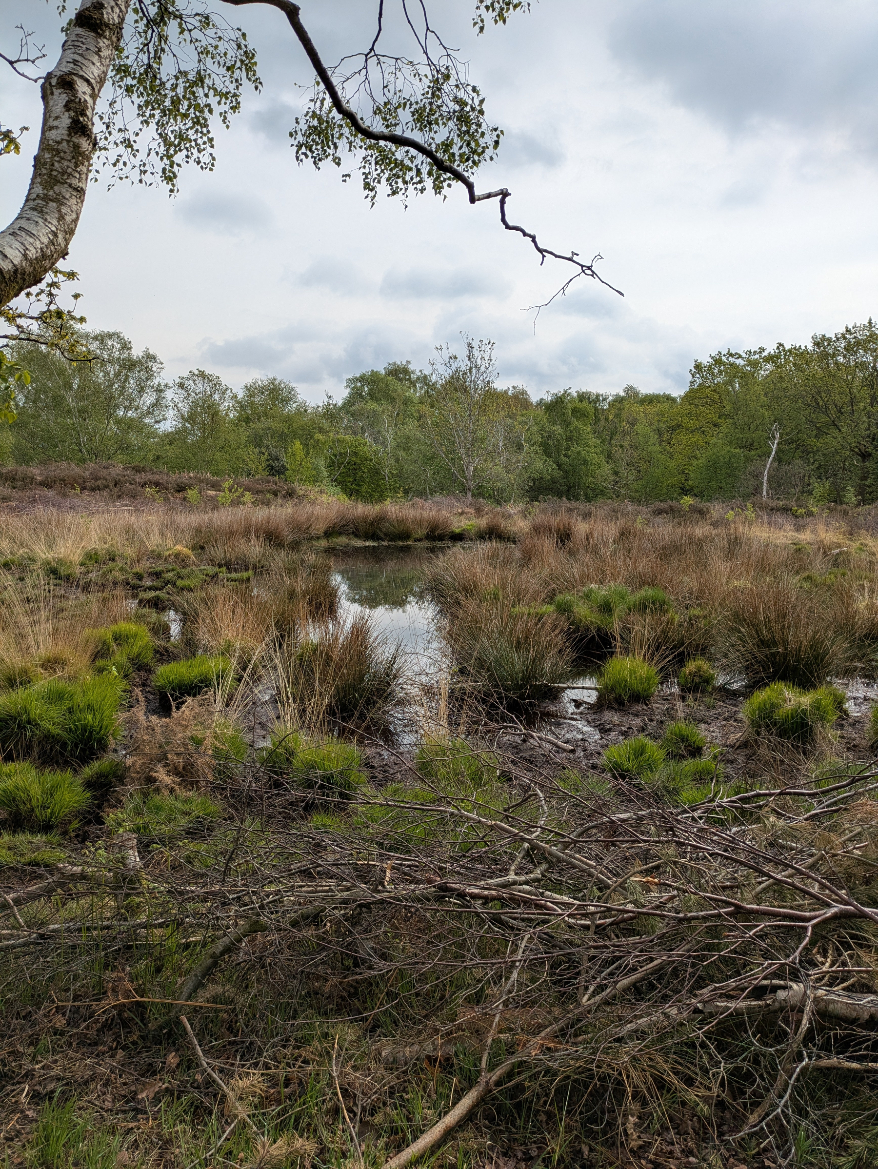 A serene wetland area is surrounded by lush grasses and trees under a cloudy sky.