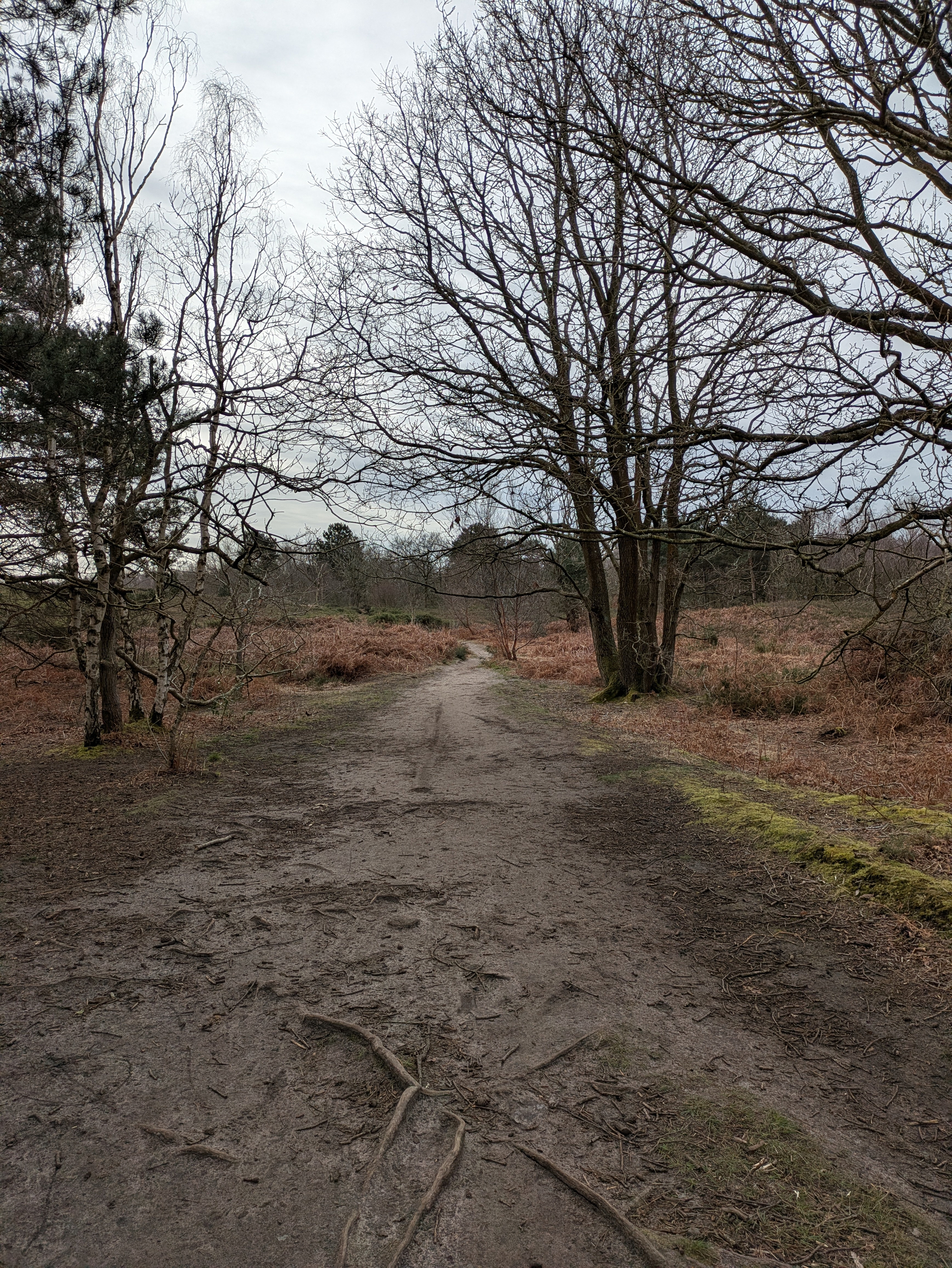 A dirt path winds through a leafless, wooded area with overcast skies.