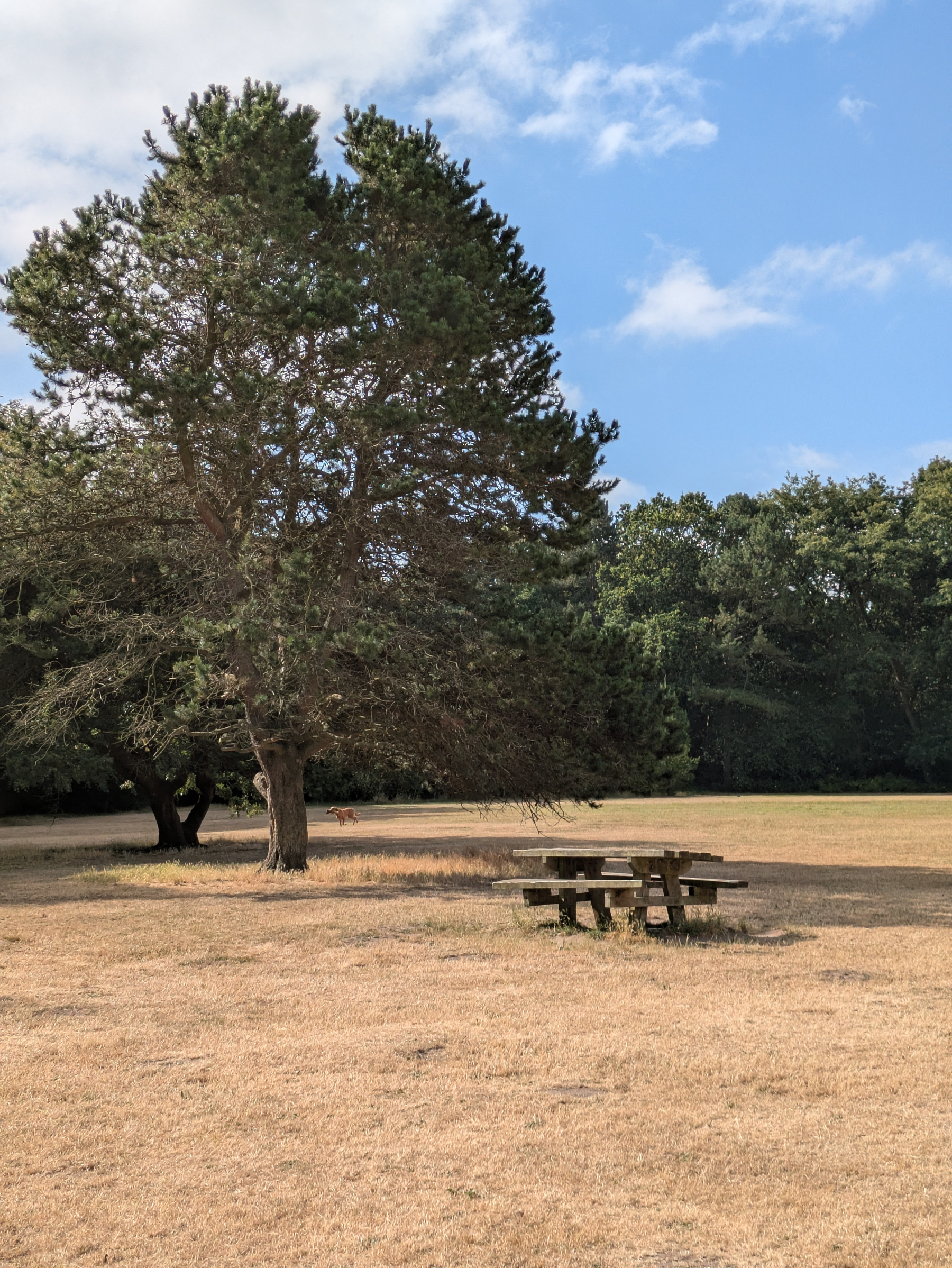A wooden picnic table sits on dry grass near a group of tall trees under a partly cloudy sky.