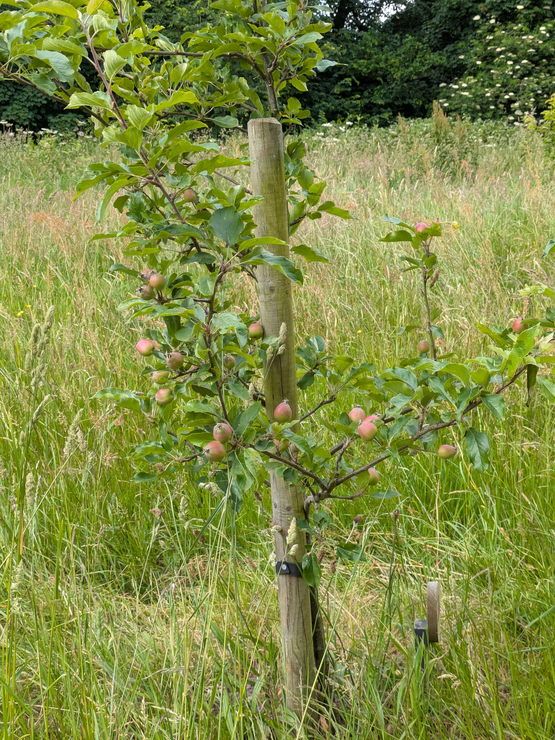A young apple tree is growing in a grassy field, supported by a wooden stake, with small apples developing on its branches.