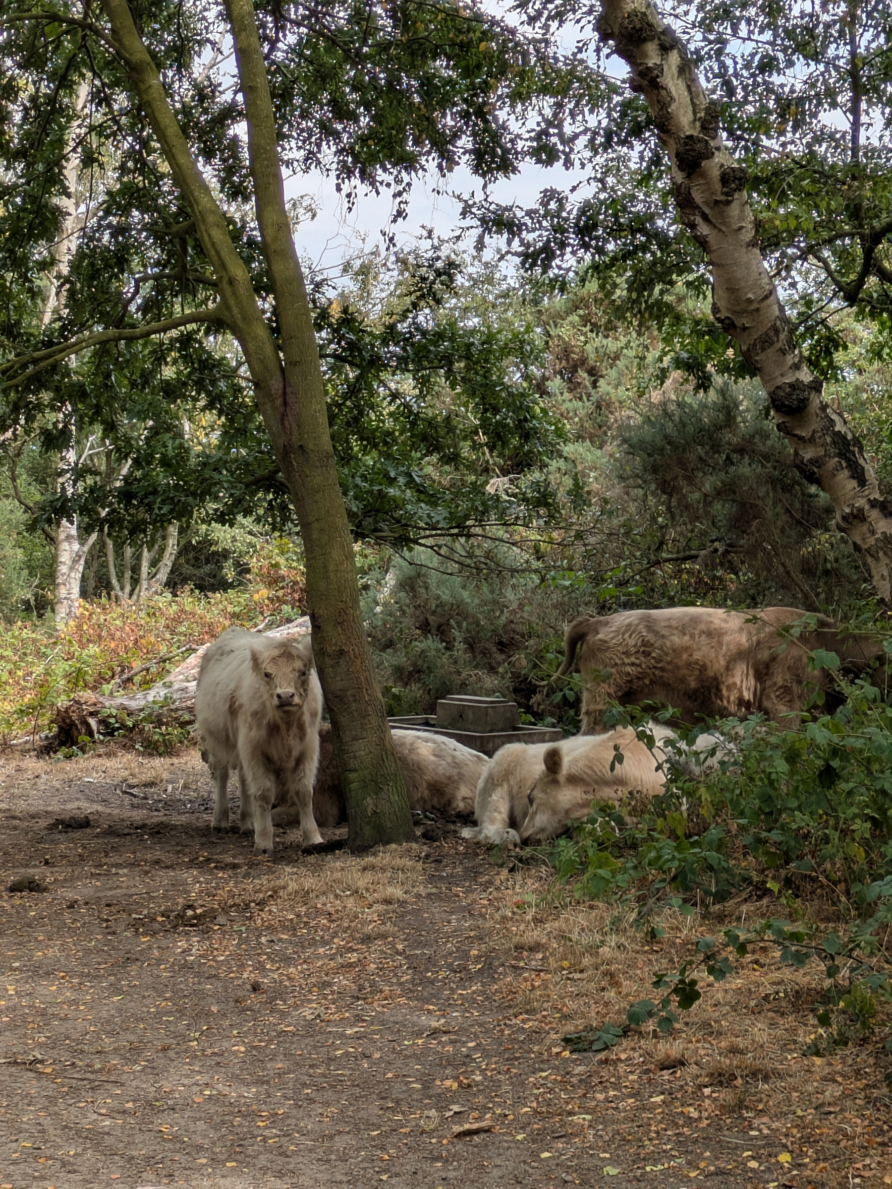 Several cows are resting and standing under the shade of trees in a wooded area.