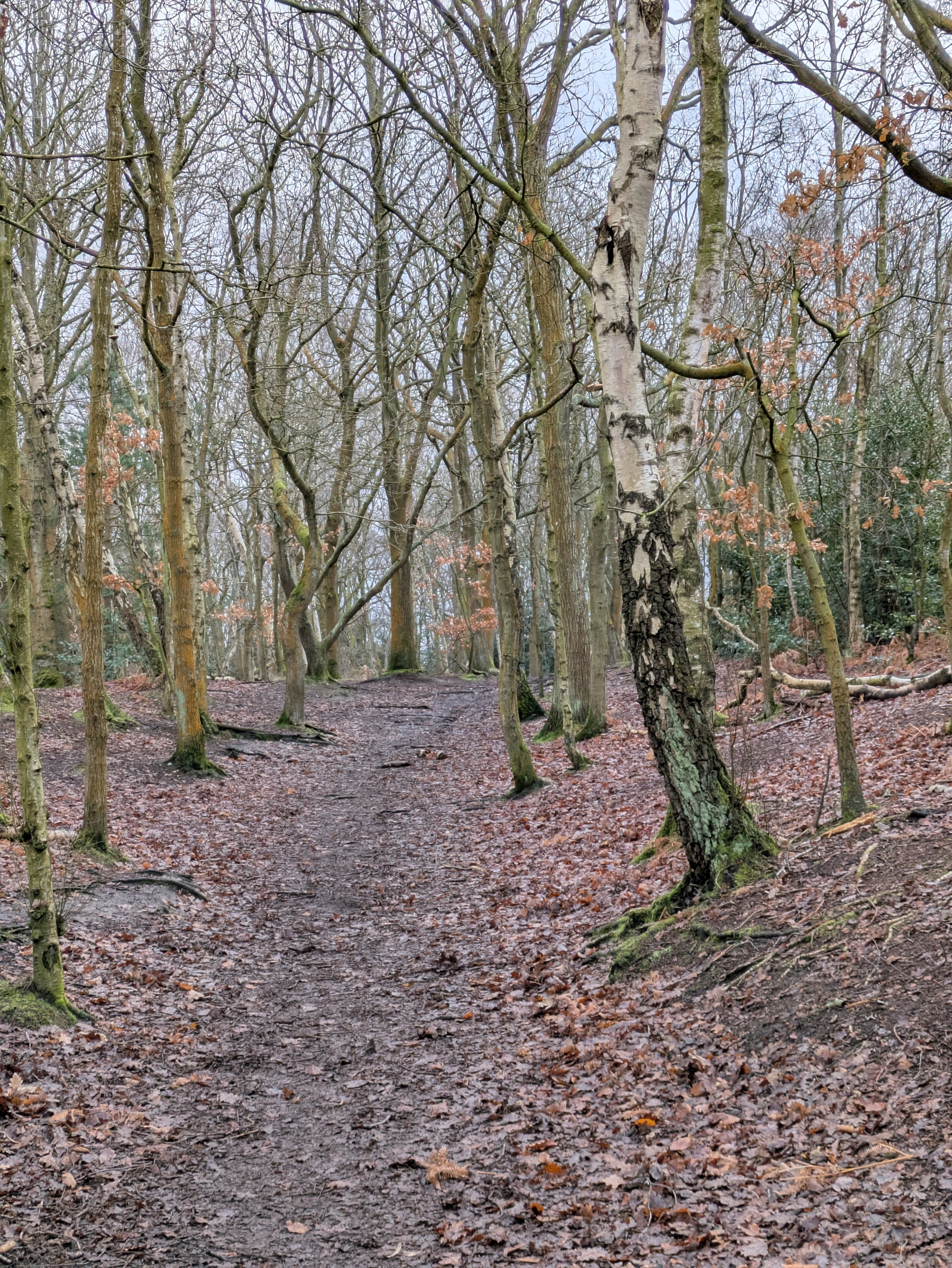 A path winds through a leafless, wooded area with scattered autumn leaves on the ground.