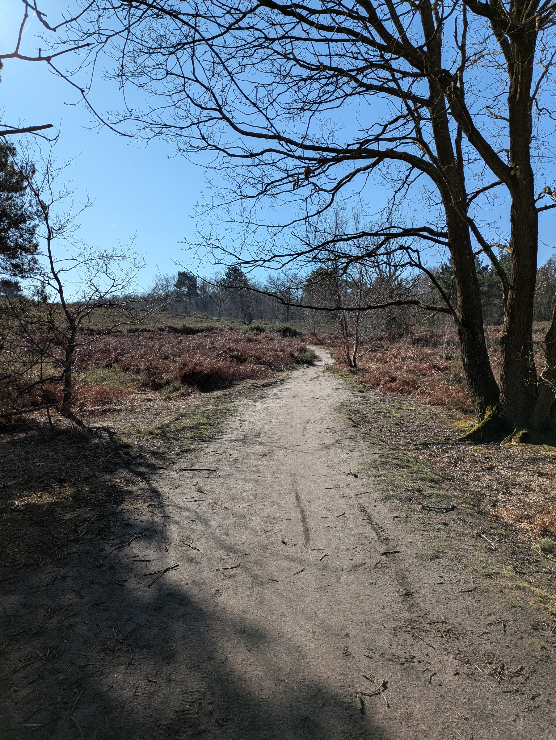 A dirt path winds through a barren landscape with leafless trees under a clear blue sky.