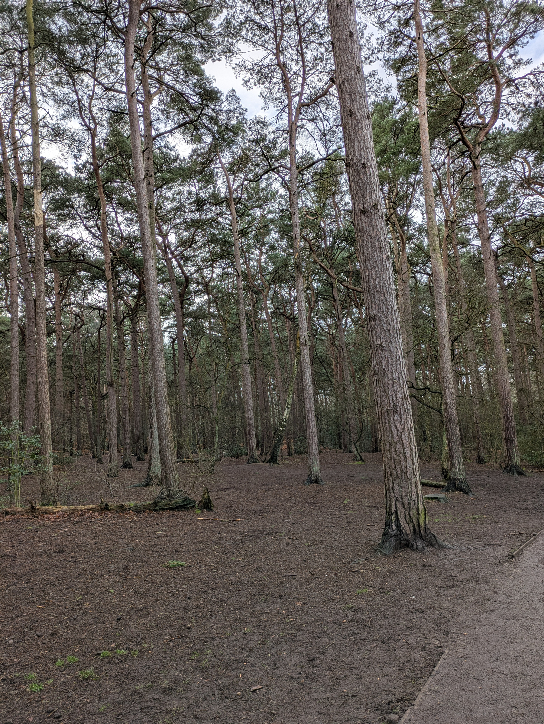 A forest with tall, slender trees and a dirt path is depicted in a tranquil woodland setting.