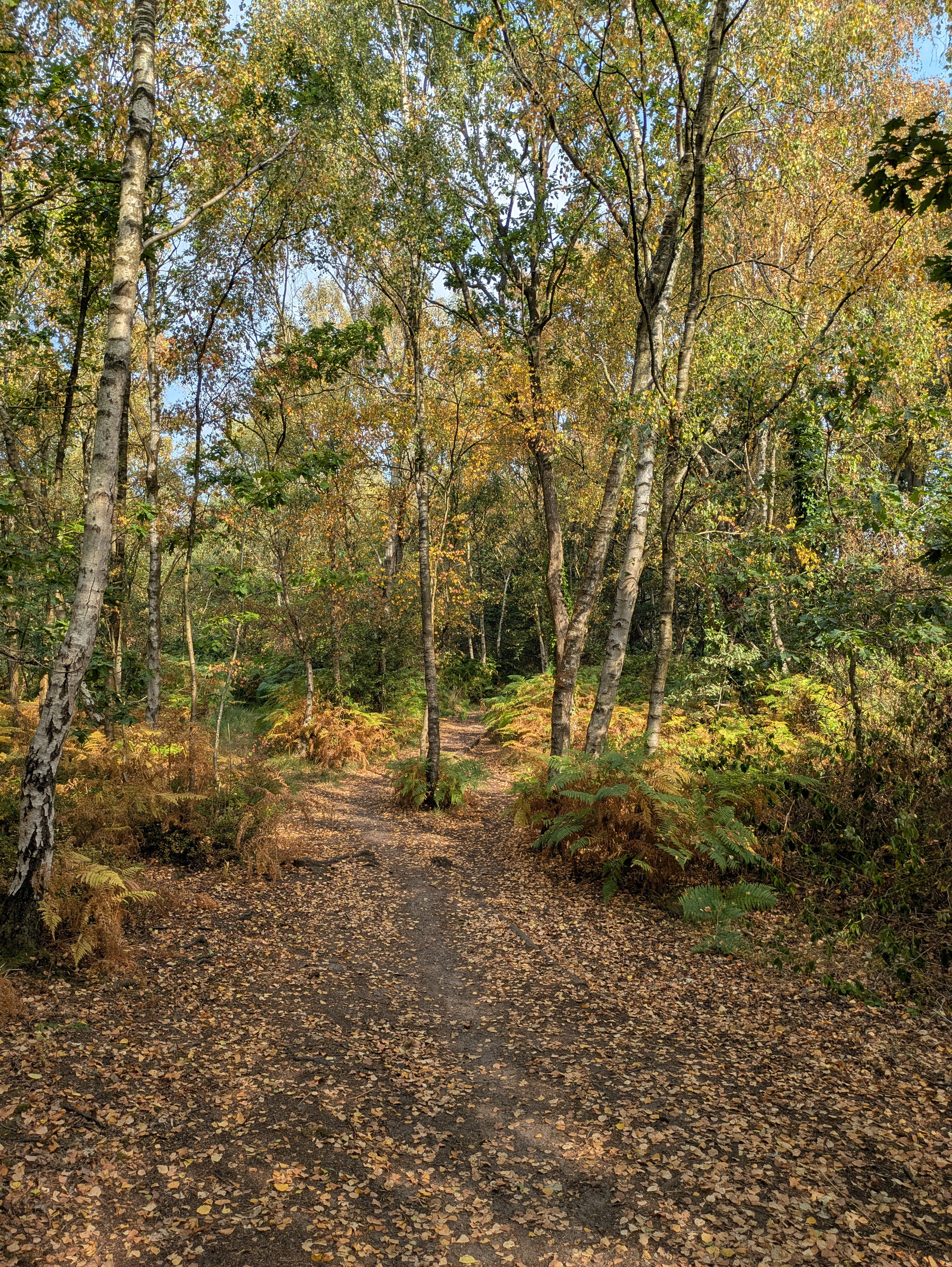 A forest path covered with fallen leaves winds through tall trees with autumn foliage under a clear blue sky.