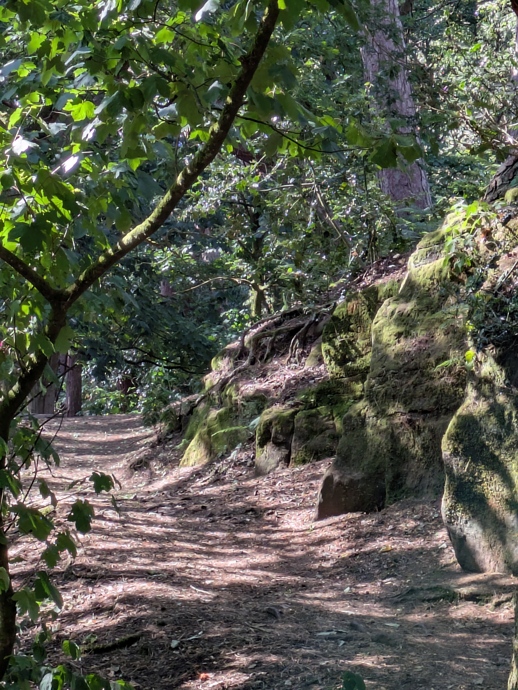 A sunlit forest path winds through a dense grove of birch trees and lush green ferns.