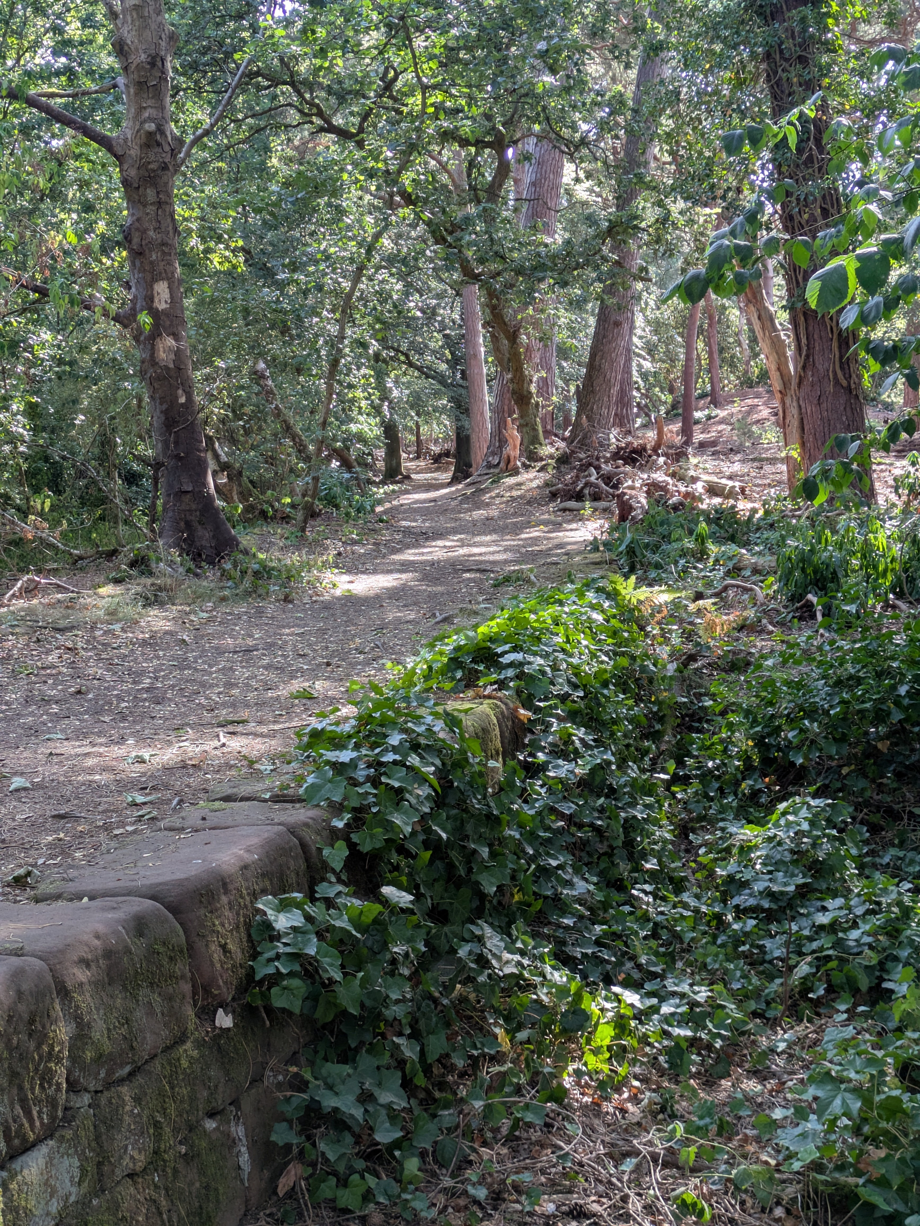 A serene forest path is surrounded by tall trees, dense greenery, and a stone wall partially covered with ivy.
