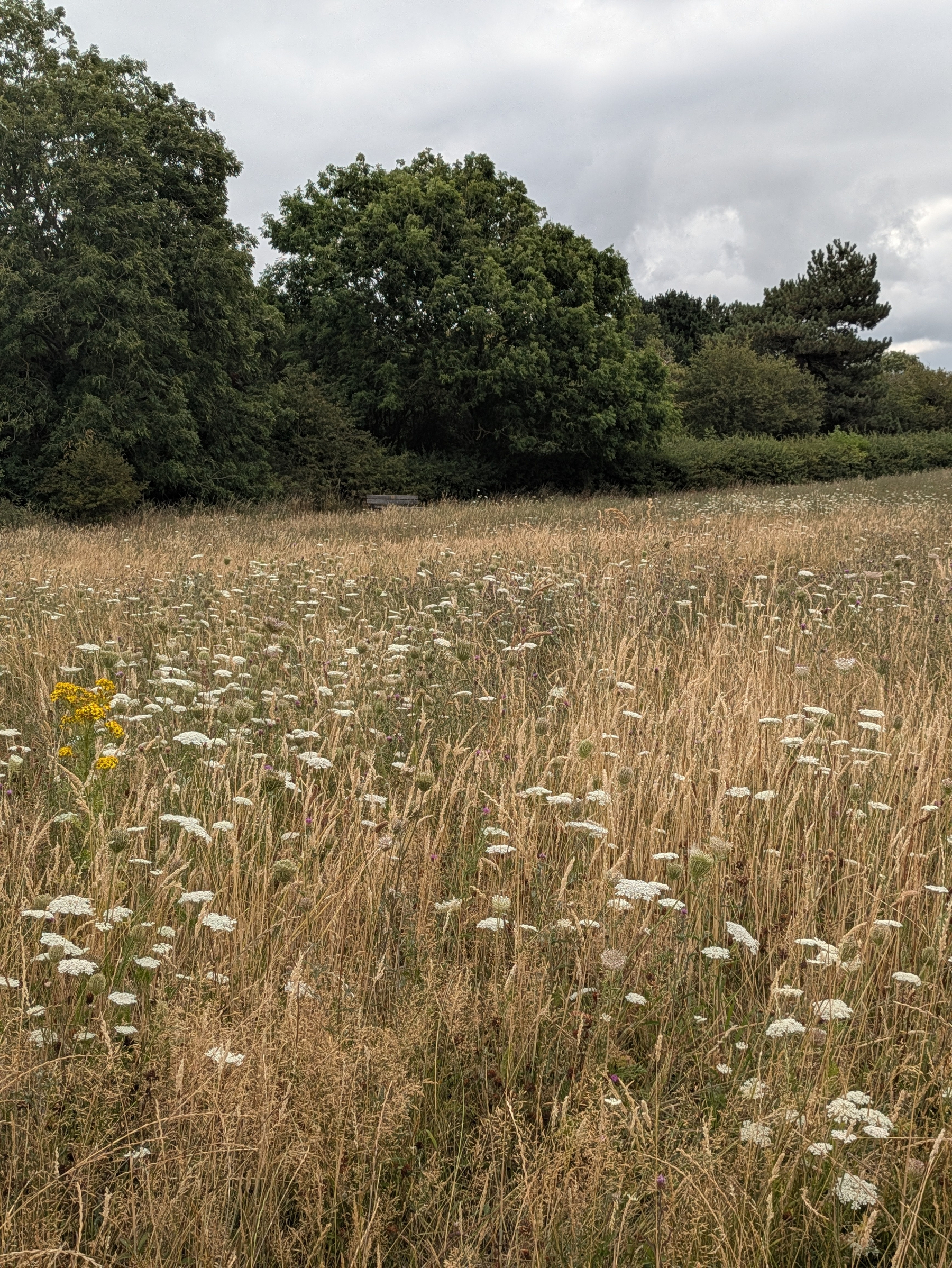 A field filled with tall grasses and wildflowers is bordered by dense green trees under a cloudy sky.