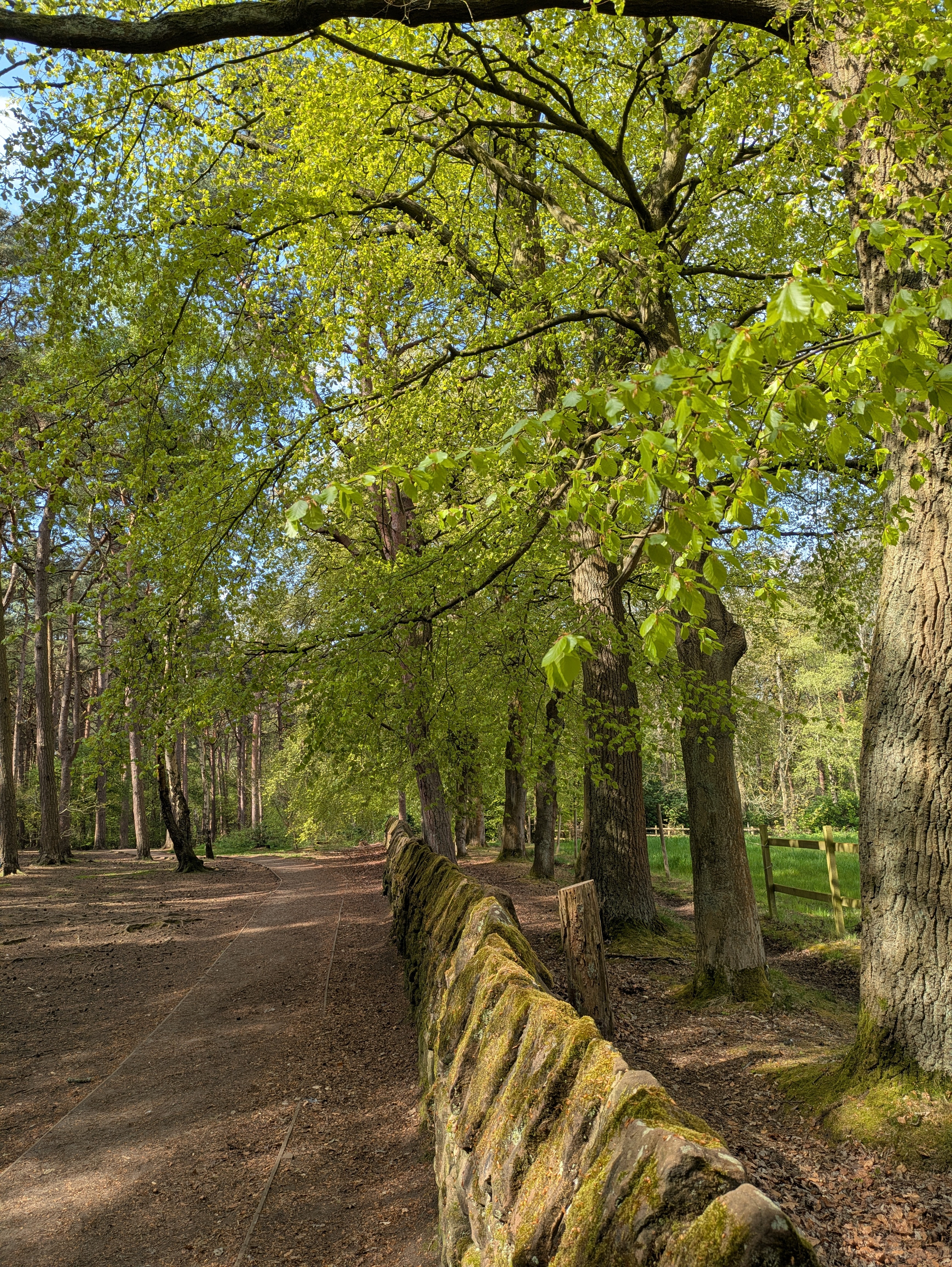 A serene woodland path lined with lush green trees and a moss-covered stone wall.