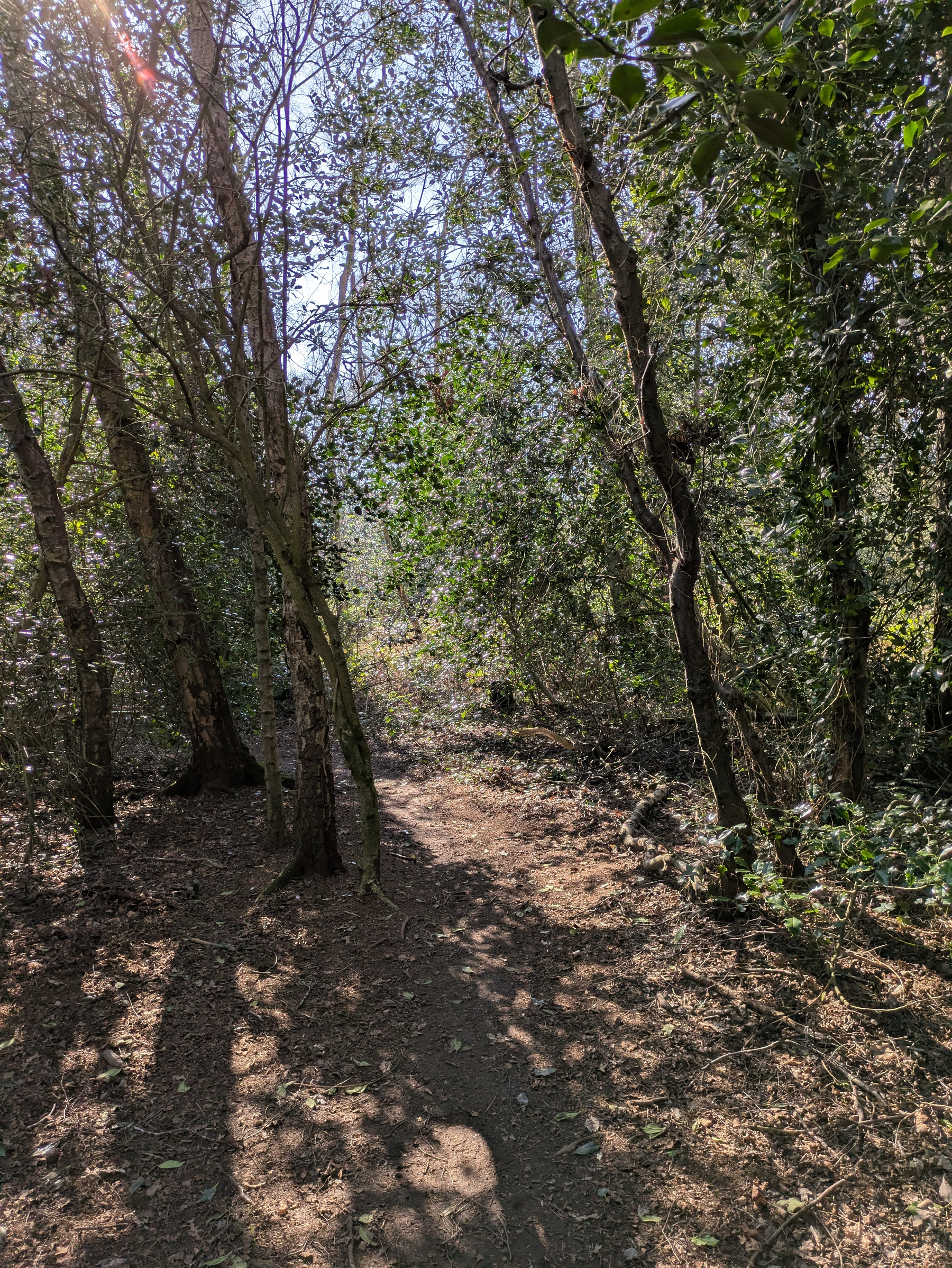 A sunlit forest path is surrounded by tall trees and dense foliage.