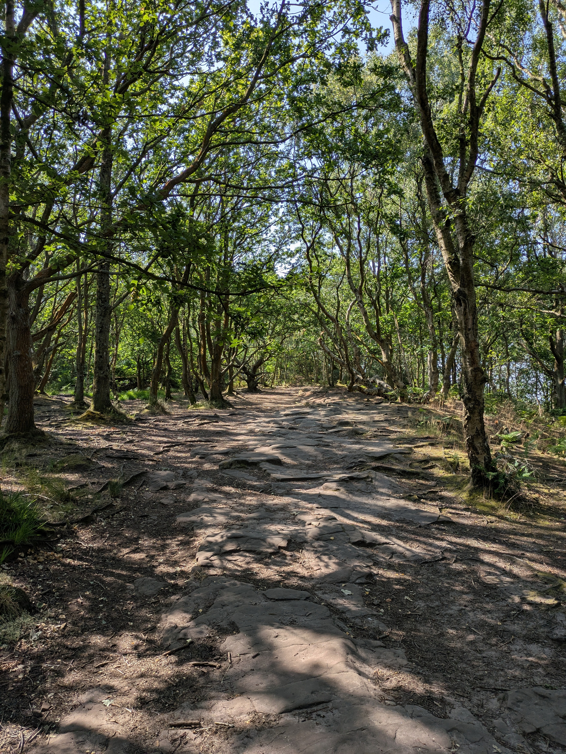 A sunlit forest path with a rocky and uneven surface winds through trees with dense green foliage.