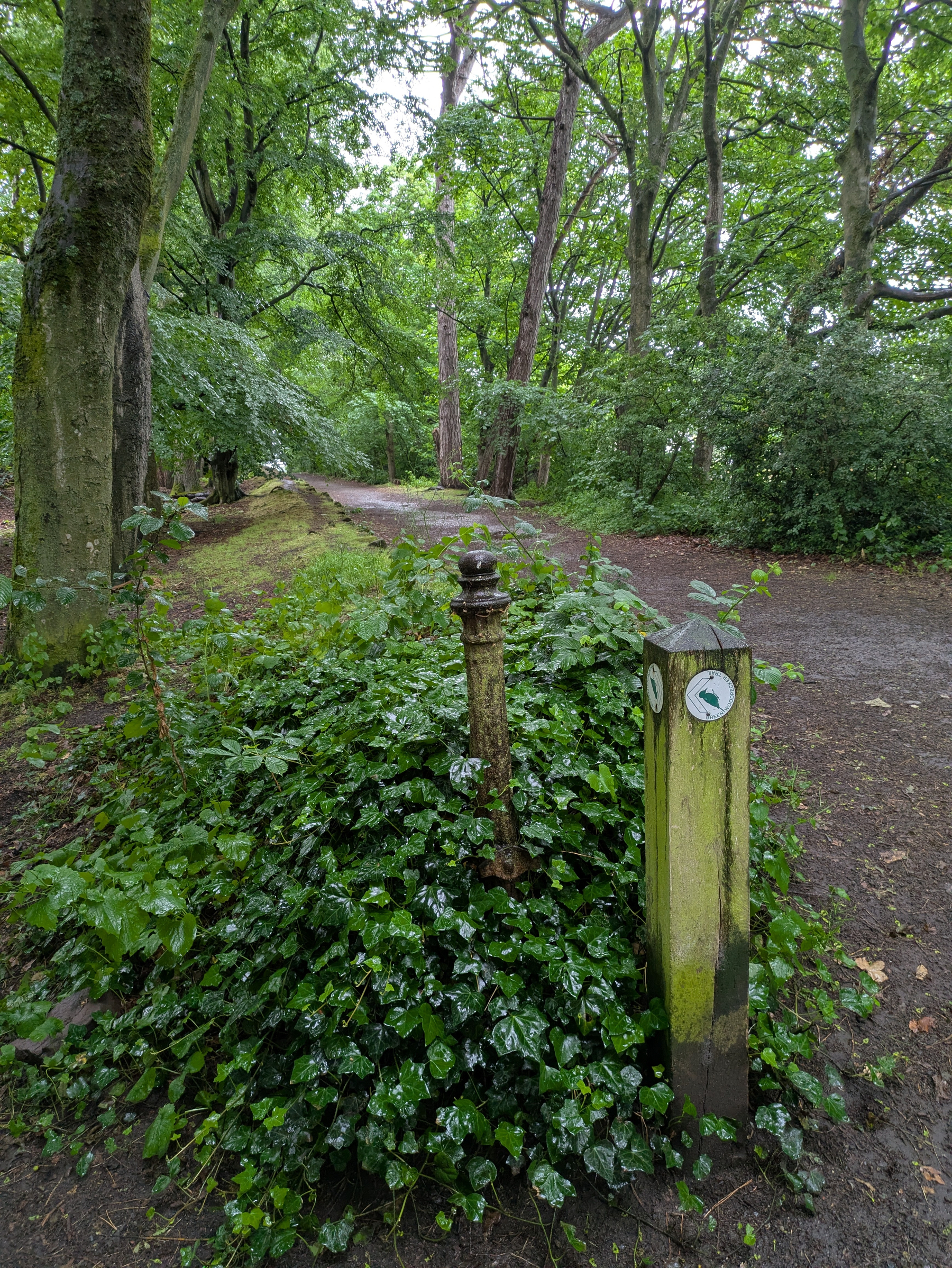 A lush, green forest path is lined with dense foliage, featuring two standing posts—one metal and rusty, the other wooden with a small gauge.