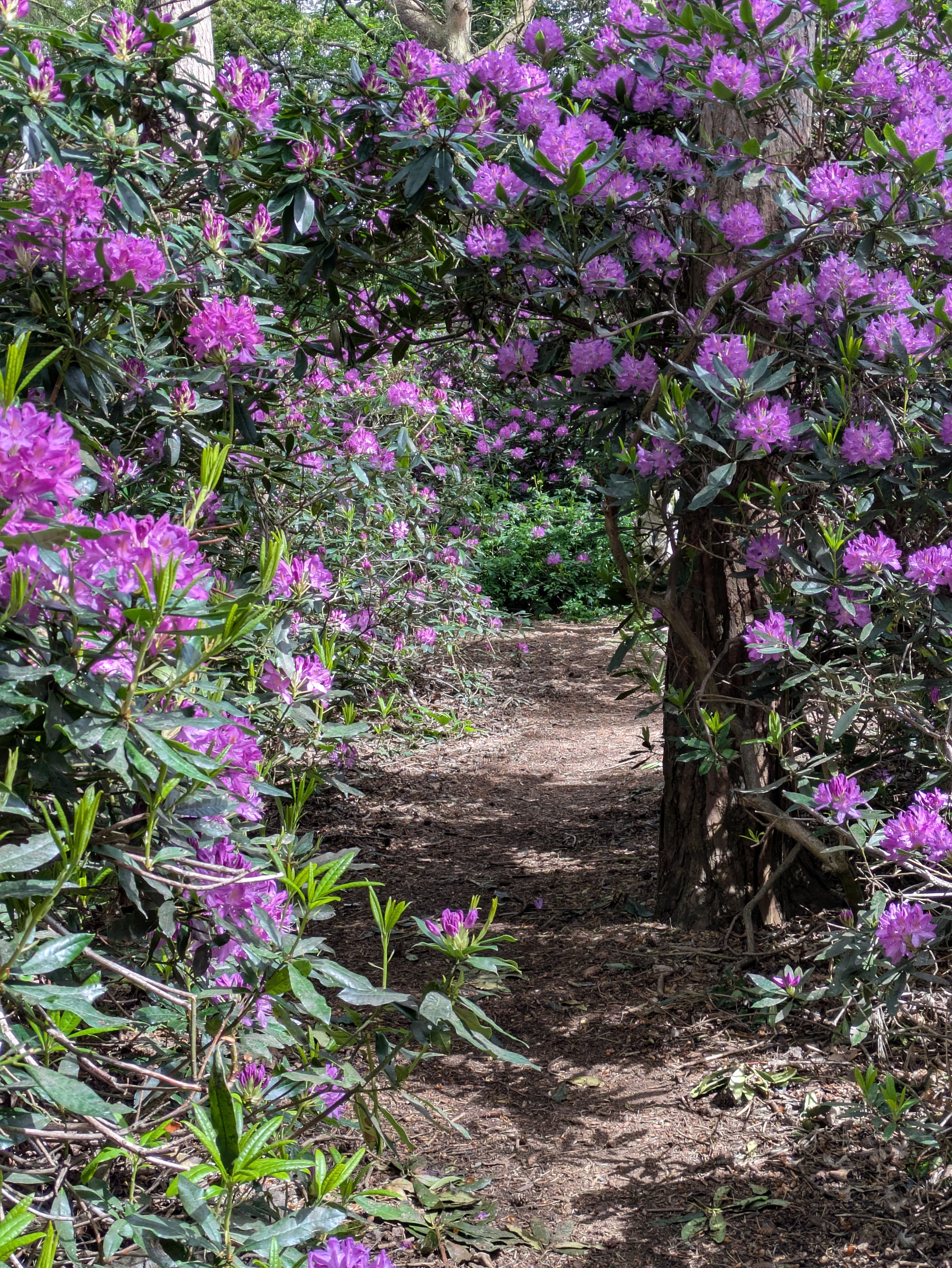 A narrow forest path is surrounded by vibrant purple flowering shrubs.