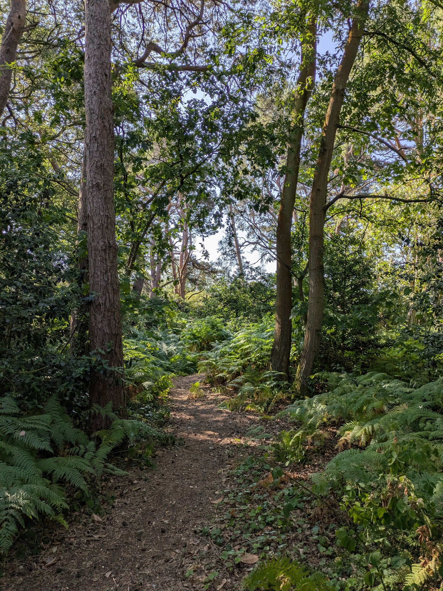 A narrow dirt path winds through a lush, green forest filled with tall trees and dense ferns.