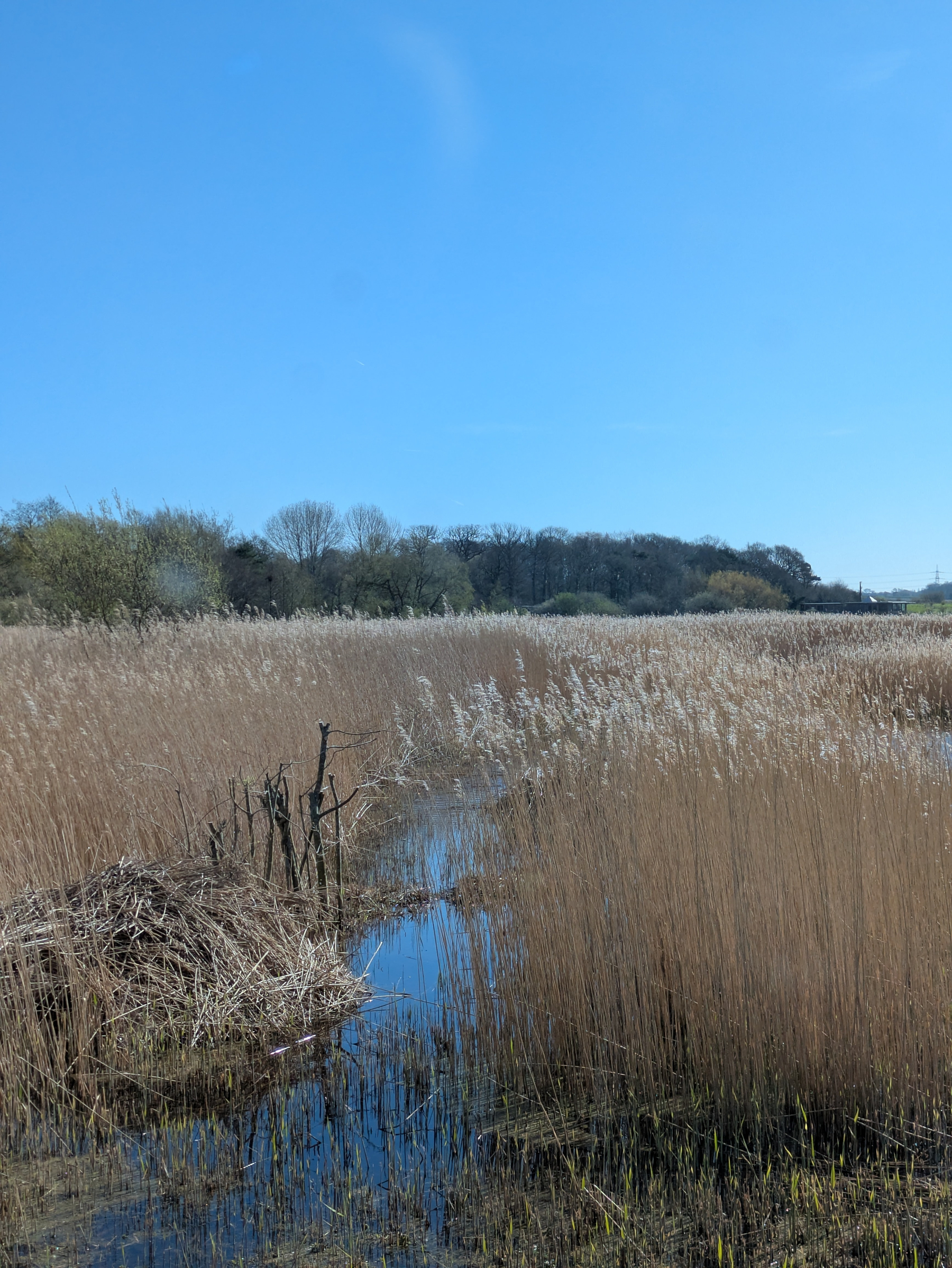 A serene wetland landscape features tall reeds, a reflective waterway, and a clear blue sky.