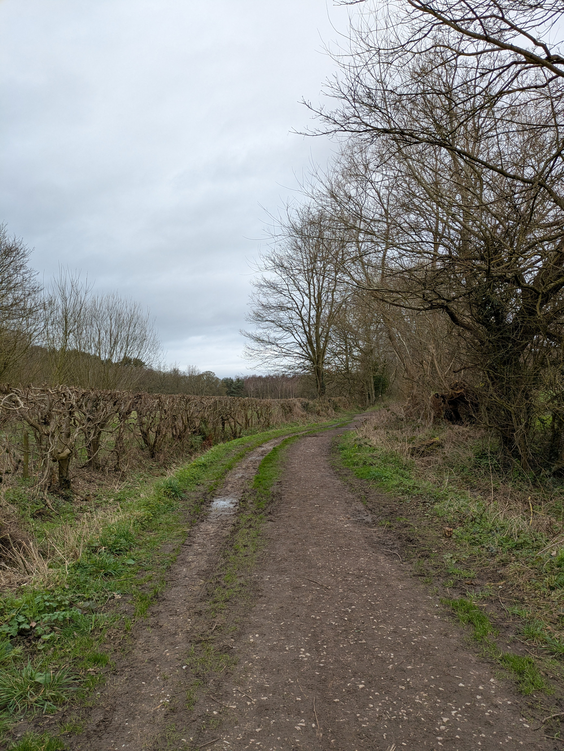 A dirt path winds through a leafless, tree-lined landscape under an overcast sky.