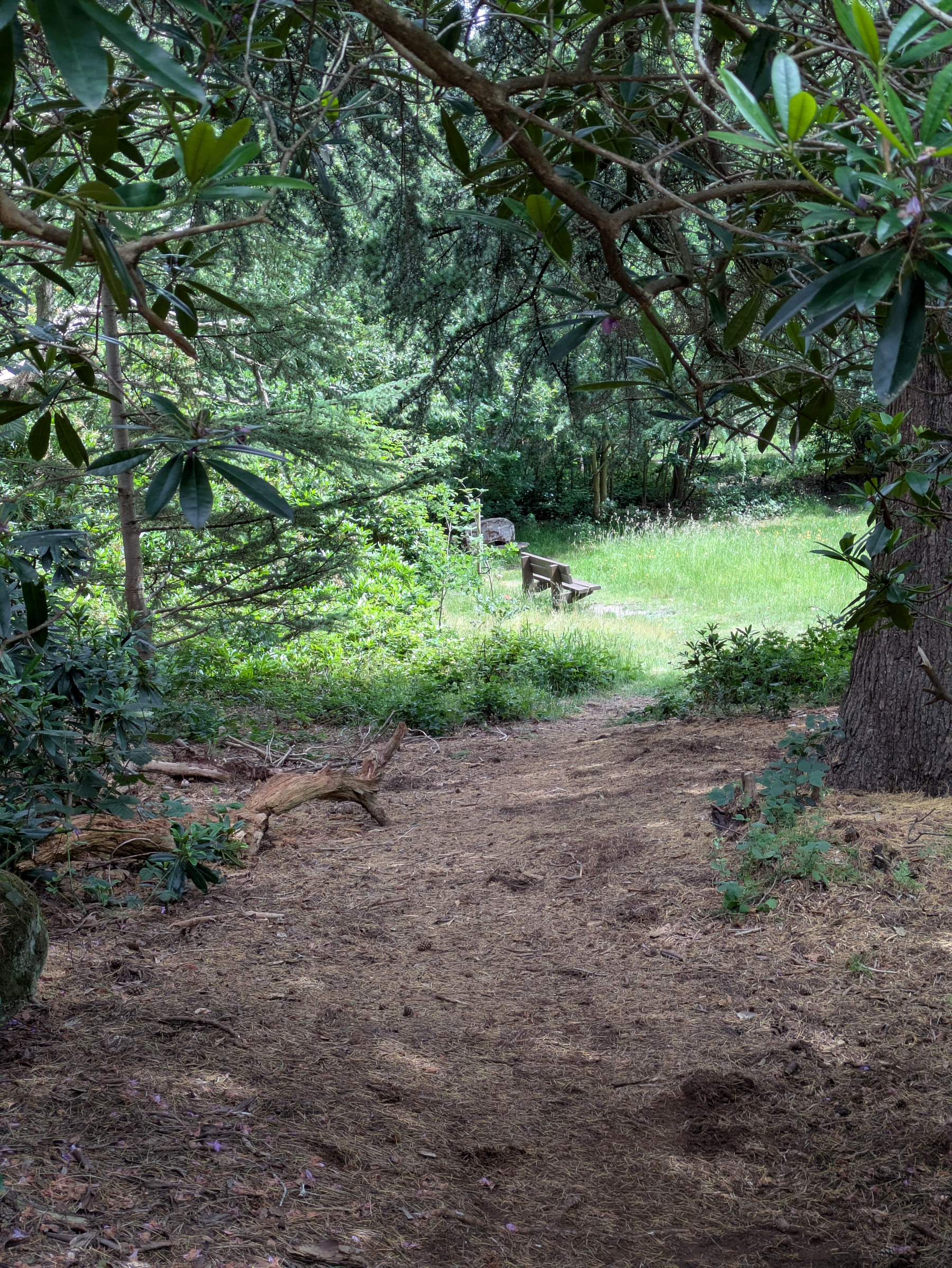 A dirt path leads through a shaded forest opening towards a sunlit grassy area with a bench.