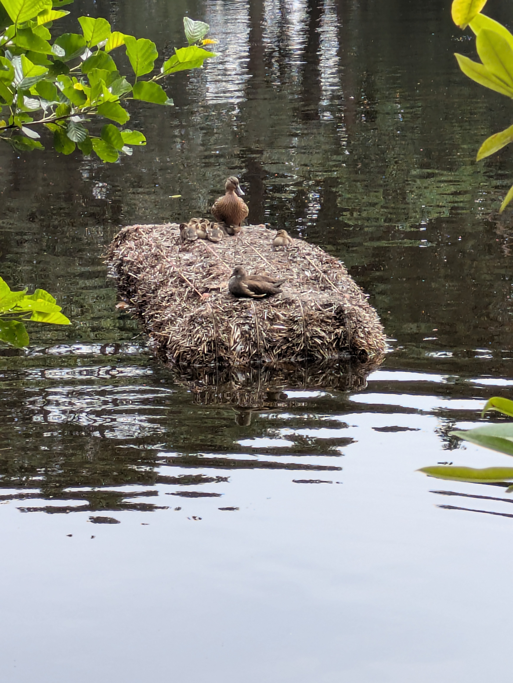 A family of ducks is resting on a floating nest made of hay in a calm body of water surrounded by green leaves.