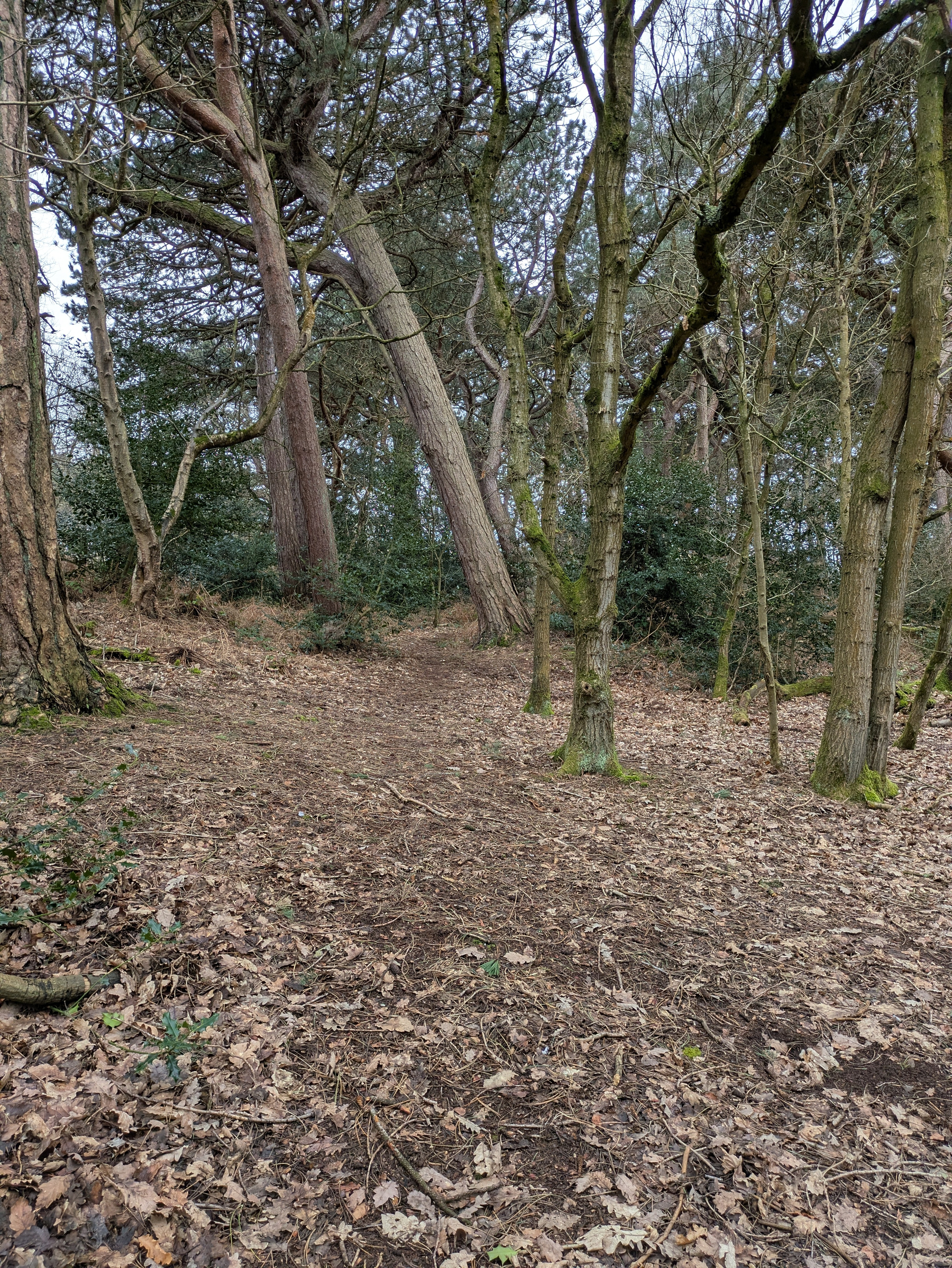 A wooded terrain with tall trees and a ground covered in dry leaves.
