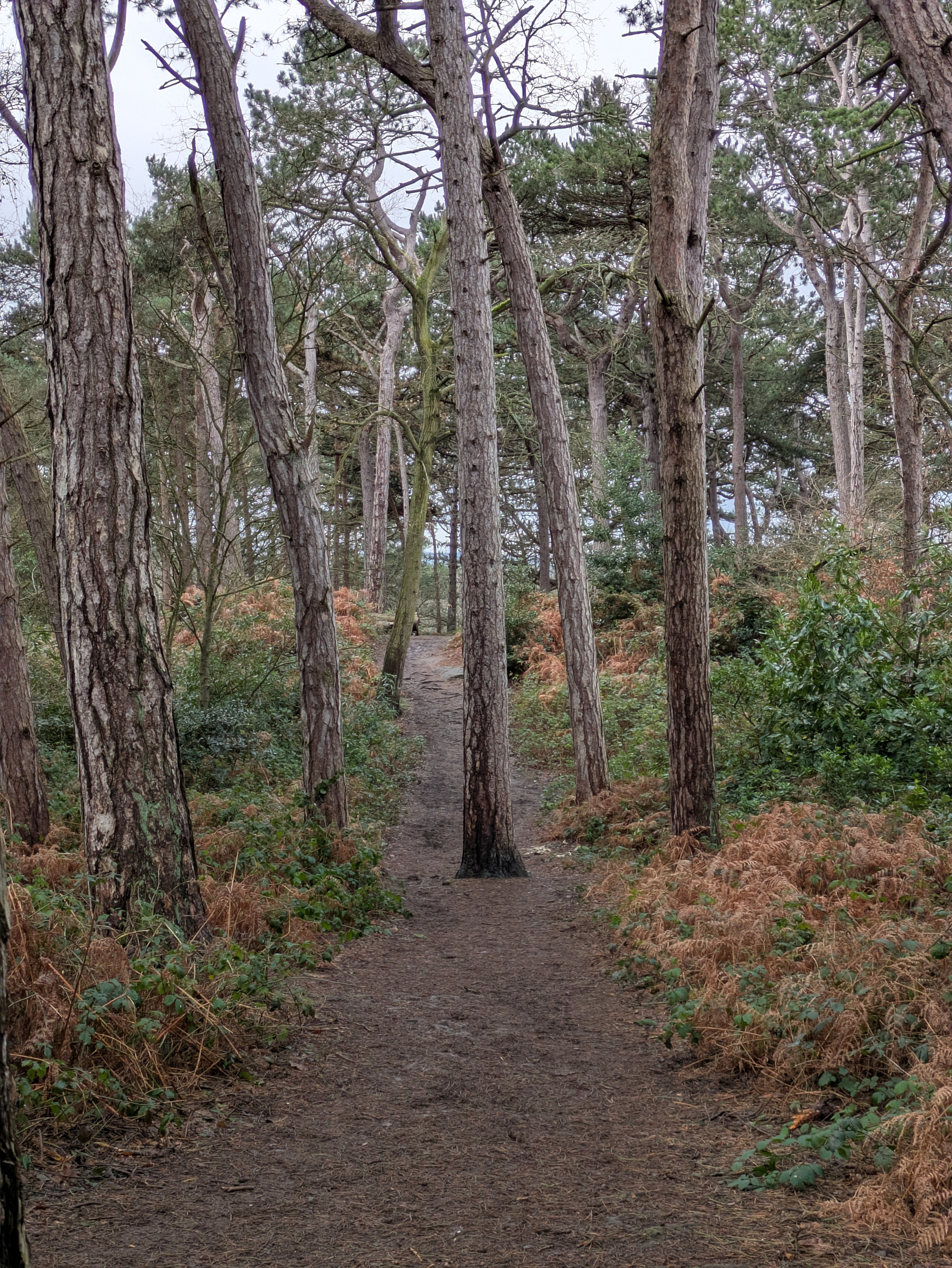 A narrow dirt path winds through a dense forest with tall, slender trees and undergrowth.