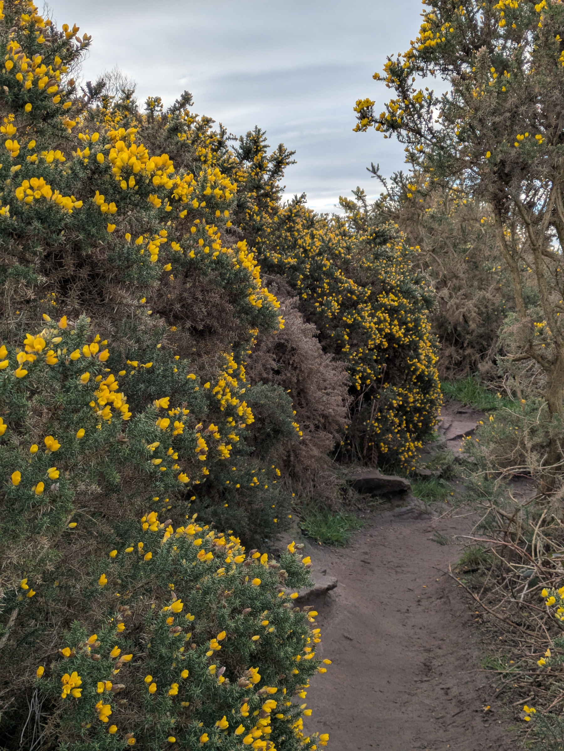 A narrow dirt path winds through bushy plants adorned with vibrant yellow flowers.
