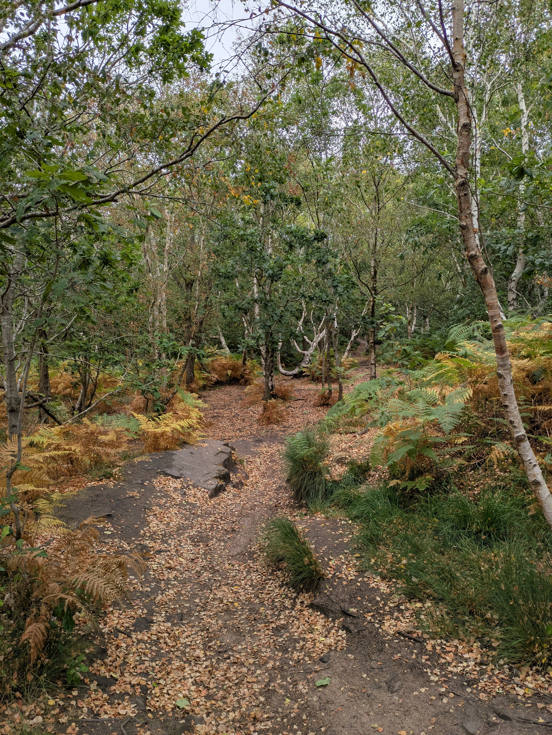 A forest path covered with fallen leaves winds through a mix of green and yellow ferns and trees.