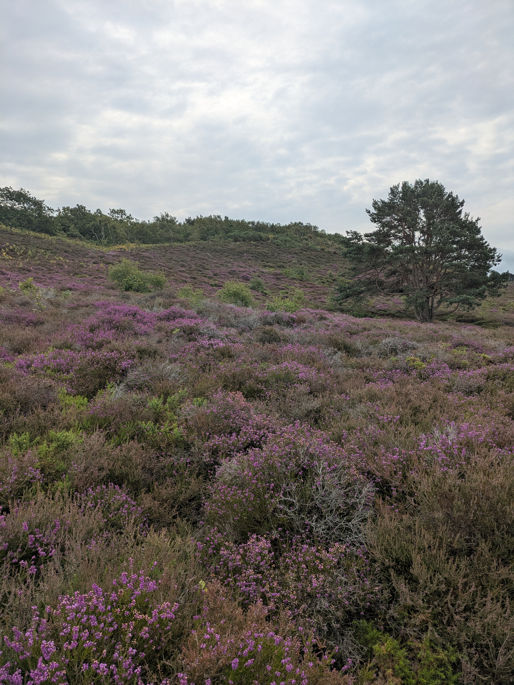 A serene landscape features a gently rolling hill covered in blooming purple heather under a cloudy sky with a few trees scattered around.