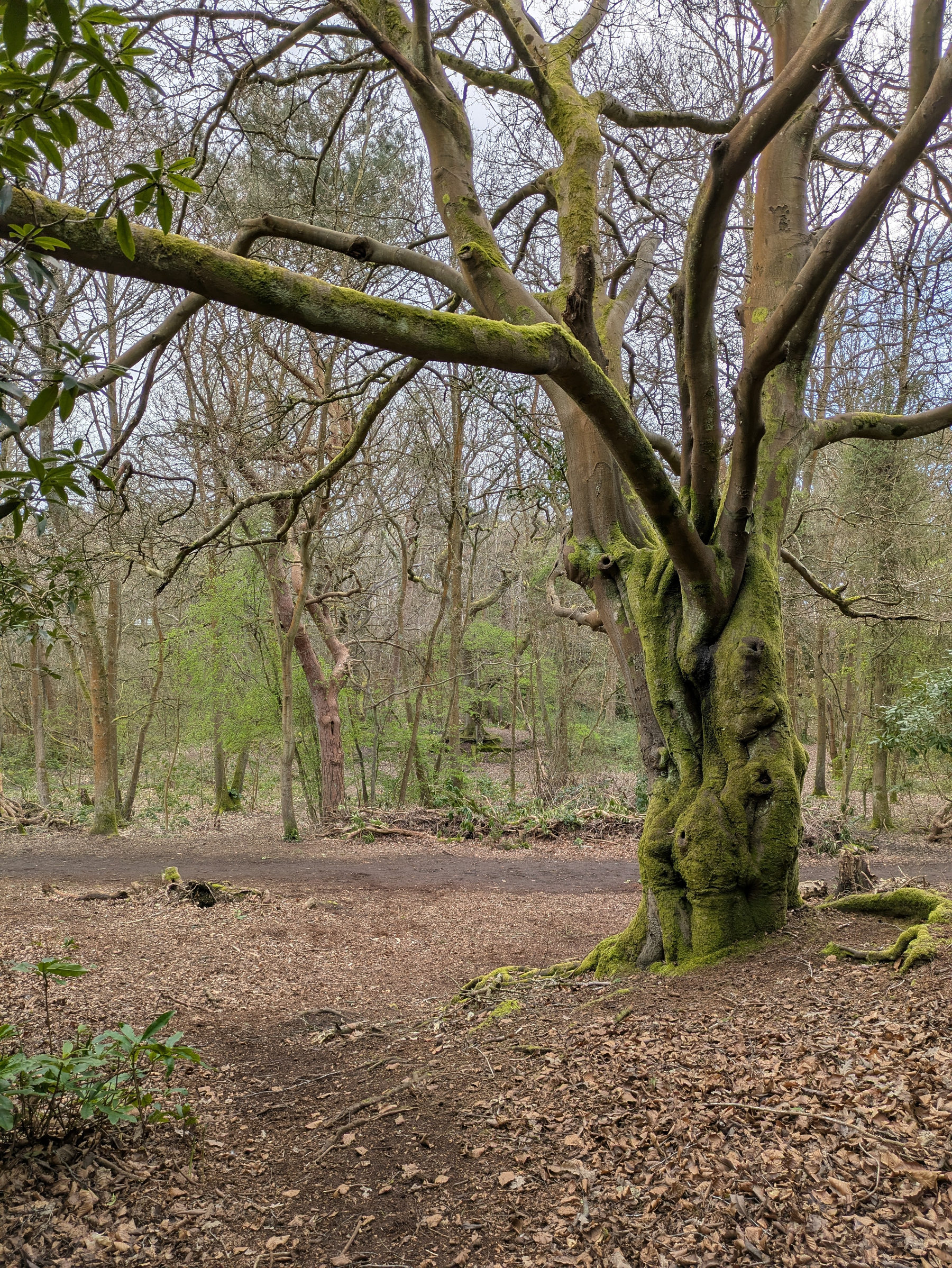A large, moss-covered tree with twisted branches stands in a forest with scattered leaf litter on the ground.