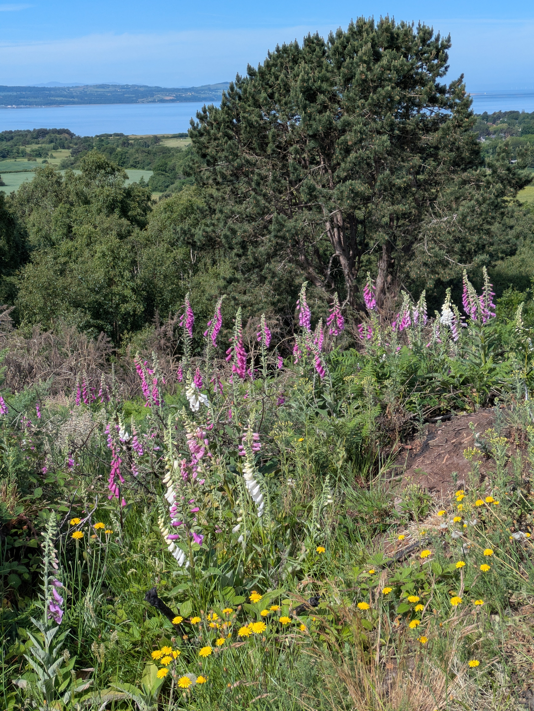 Wildflowers and greenery frame a scenic view of distant water and a tree-covered landscape.