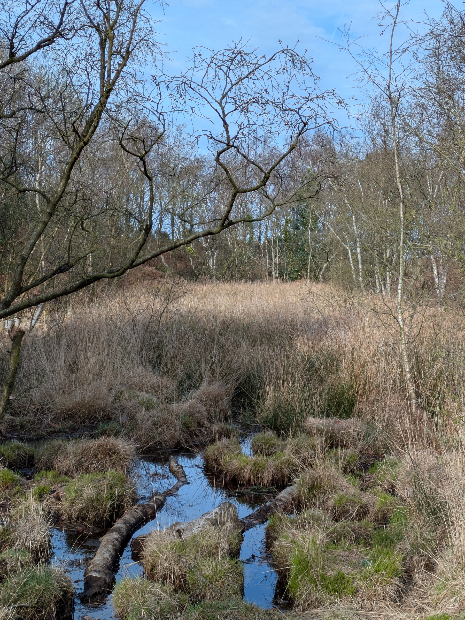 A serene marshland scene features sparse trees, tall grasses, and a reflective waterway under a blue sky.
