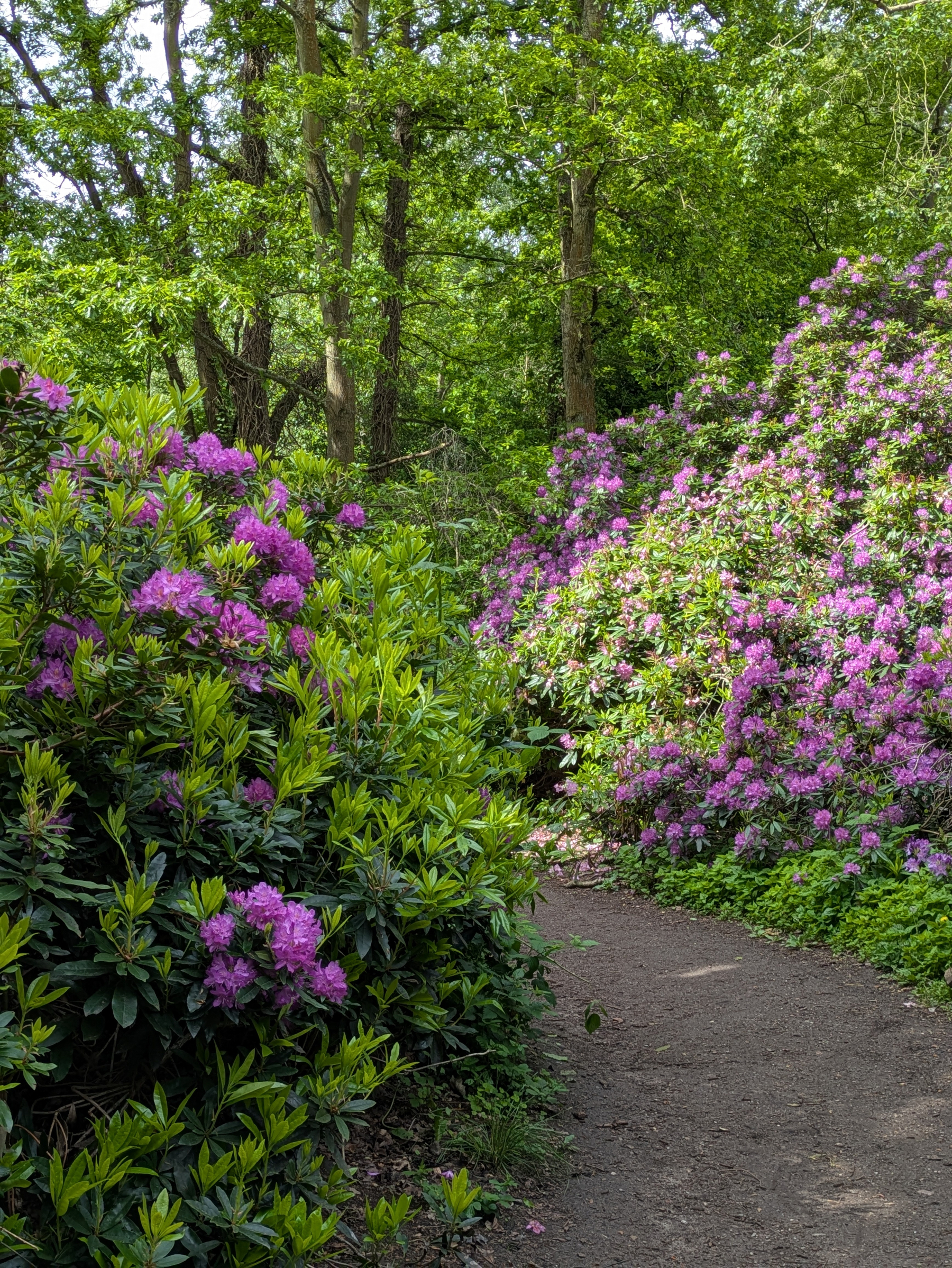 A wooded path is surrounded by lush greenery and vibrant pink and purple flowers.