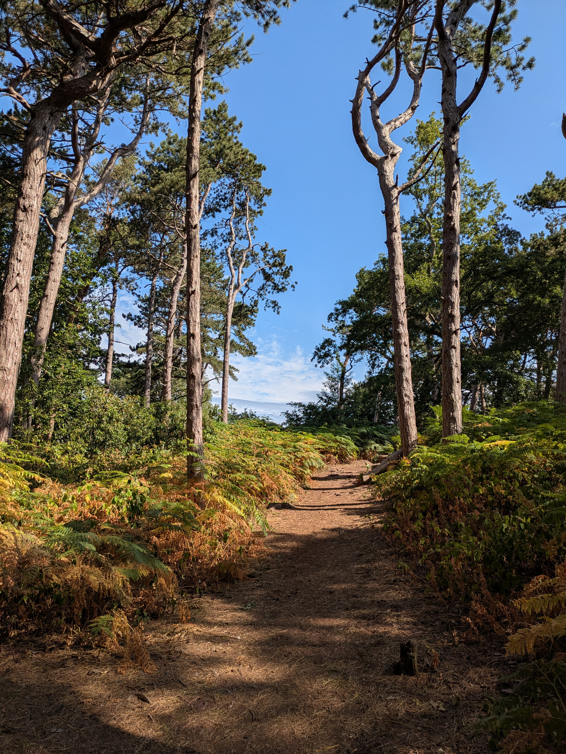 A sunlit dirt path winds through a forest with tall trees and lush green ferns under a clear blue sky.