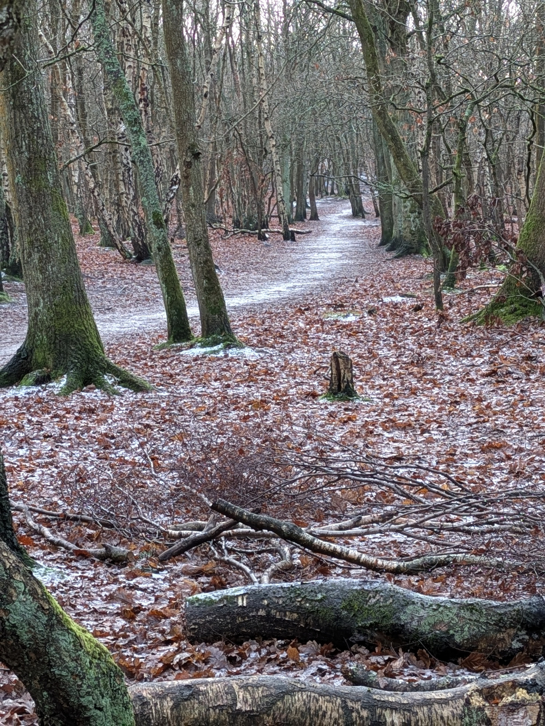A wooded forest path is lightly covered with frost, surrounded by bare trees and fallen leaves.