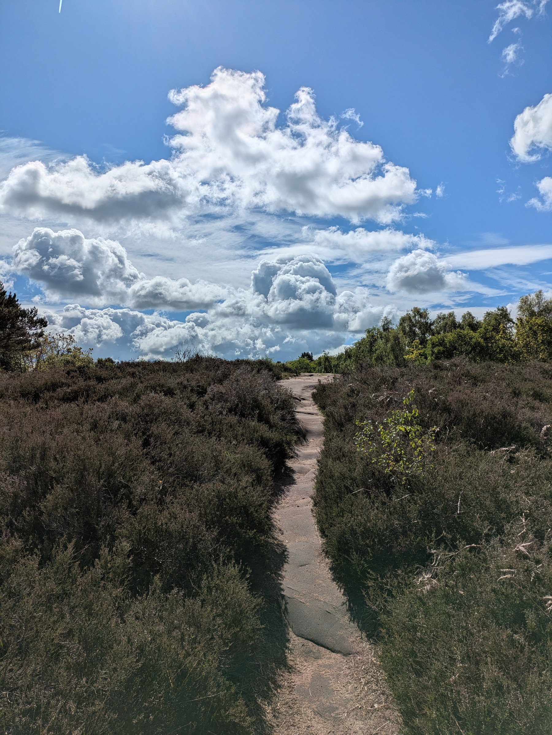 A narrow path winds through a field of shrubs under a sky filled with fluffy clouds.