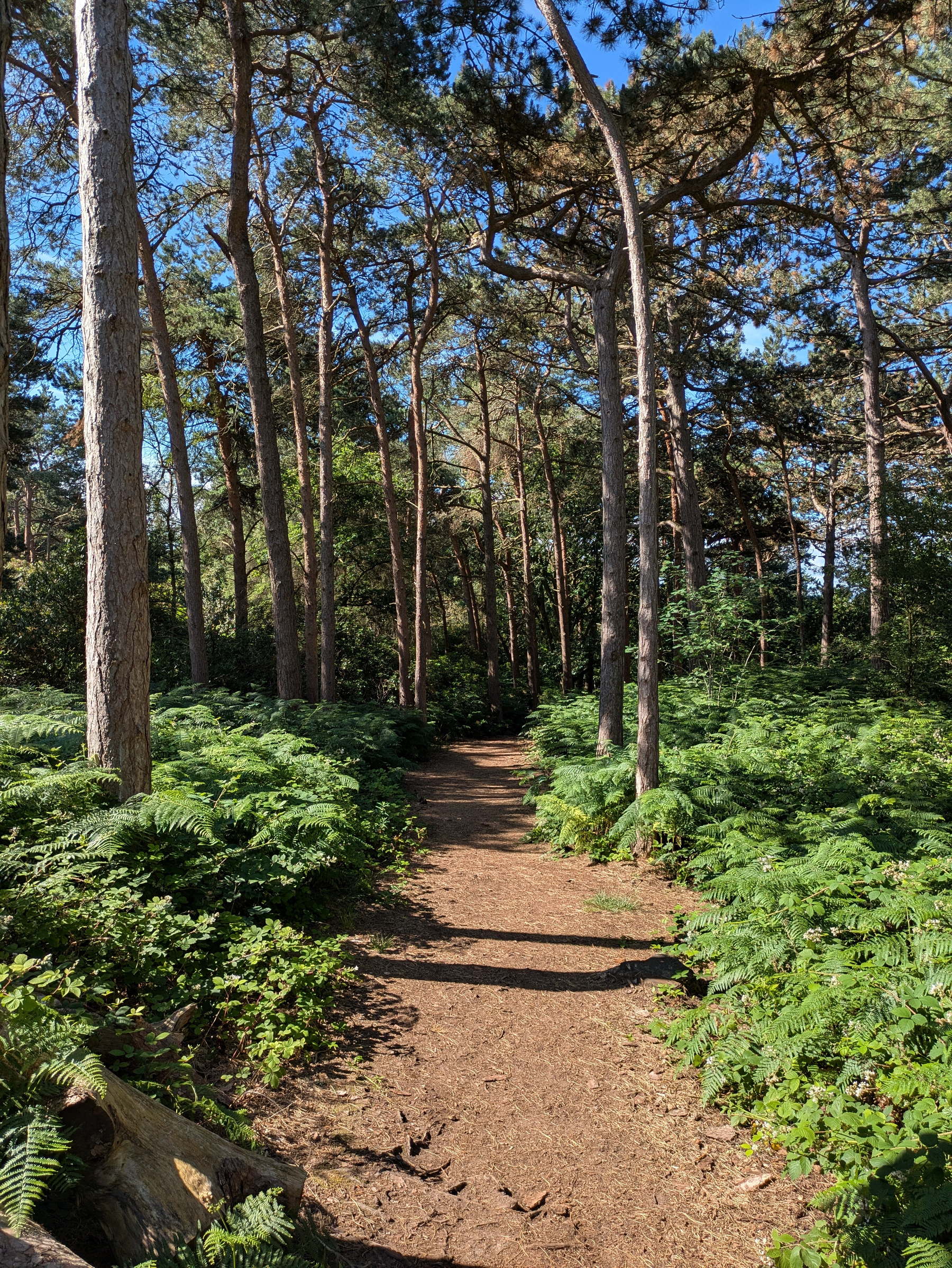 A sunlit dirt path winds through a dense forest of tall pine trees and lush green ferns under a clear blue sky.