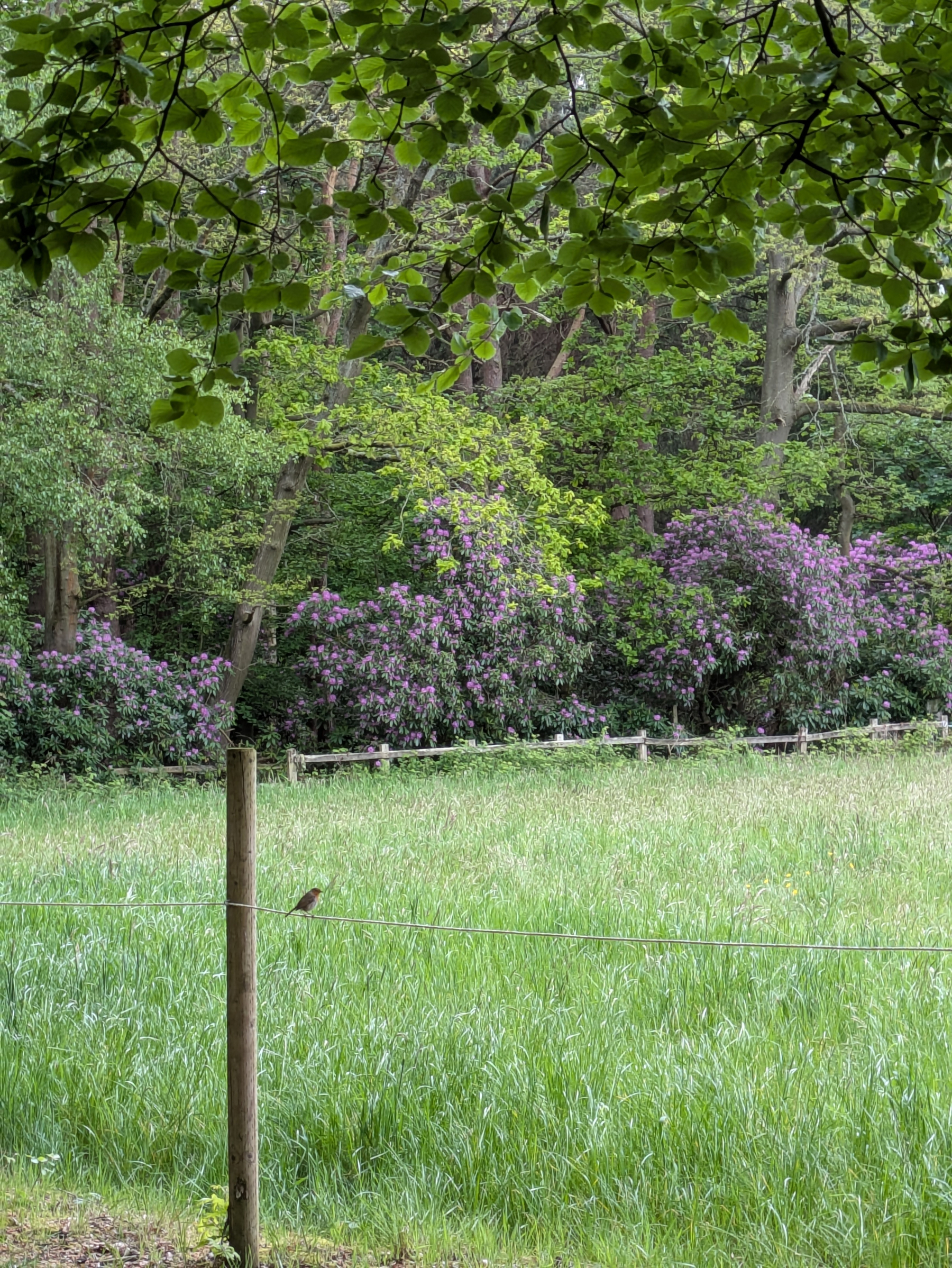 A lush, green meadow is bordered by flowering shrubs and tall trees, with a lone bird perched on a fence wire.