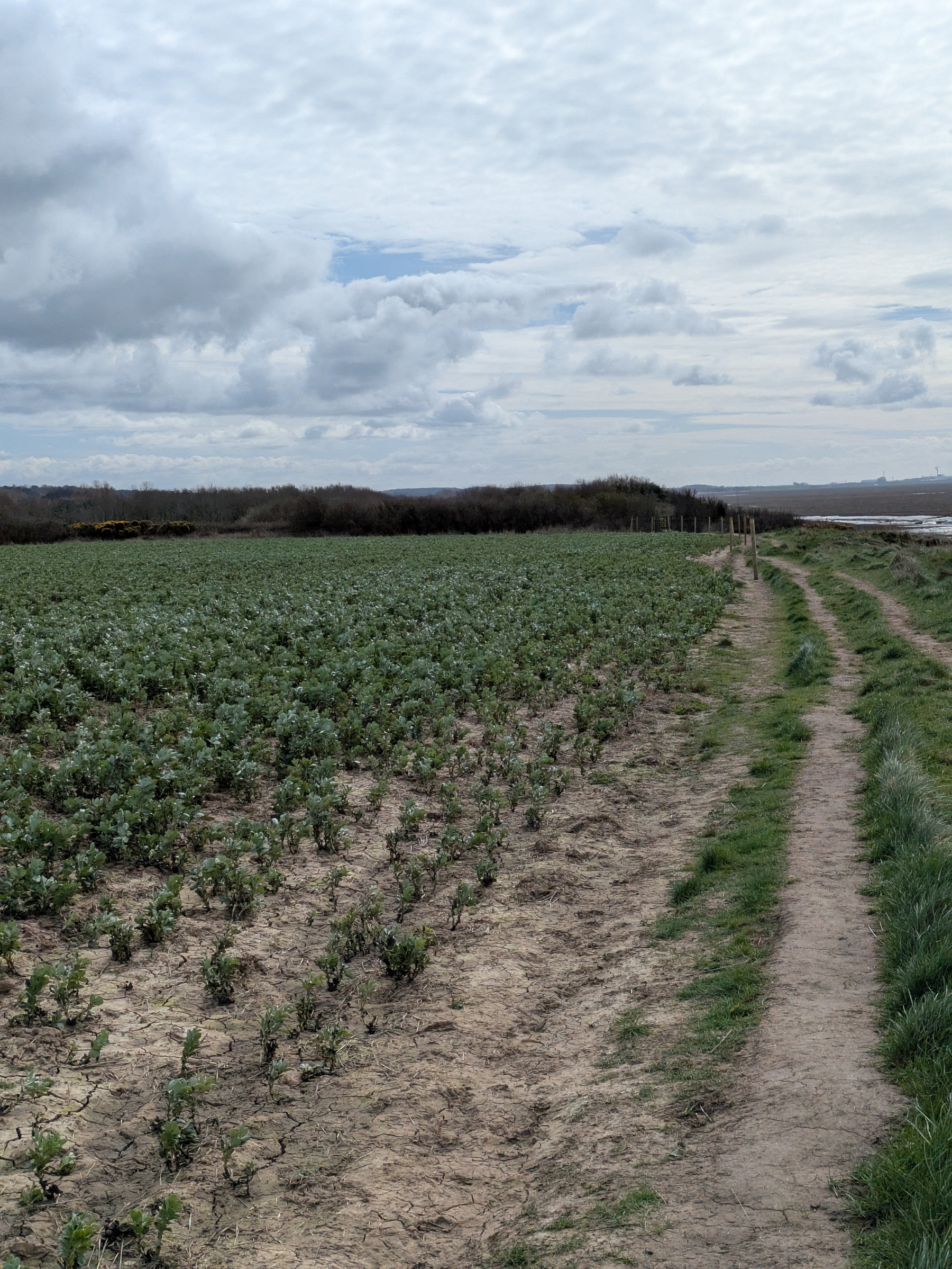 A dirt path runs alongside a field of plants under a cloudy sky.