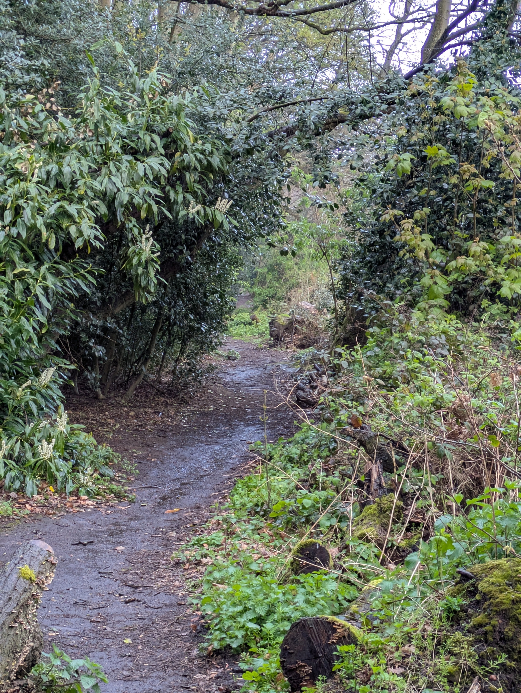 A narrow, winding path is surrounded by lush greenery and dense foliage in a forested area.