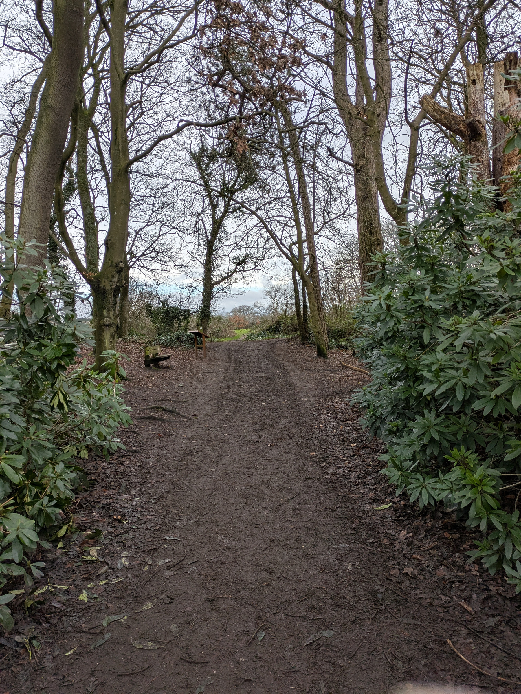 A muddy path winds through a forested area with leafless trees and dense greenery on either side.