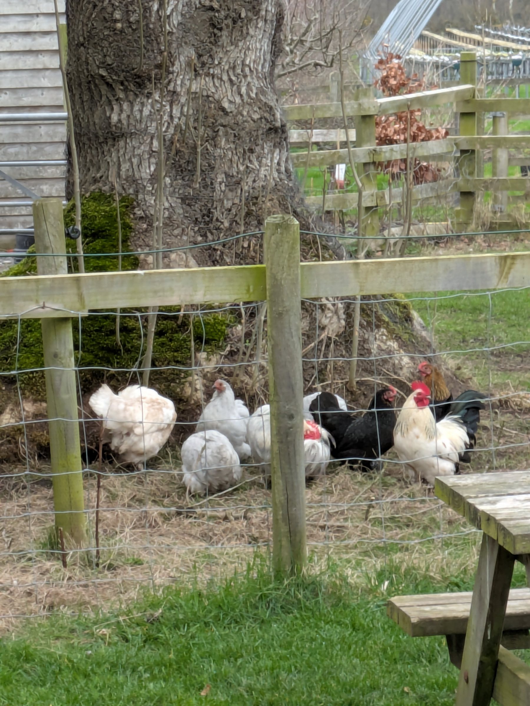 Several chickens and roosters are gathered by a large tree within a fenced area.