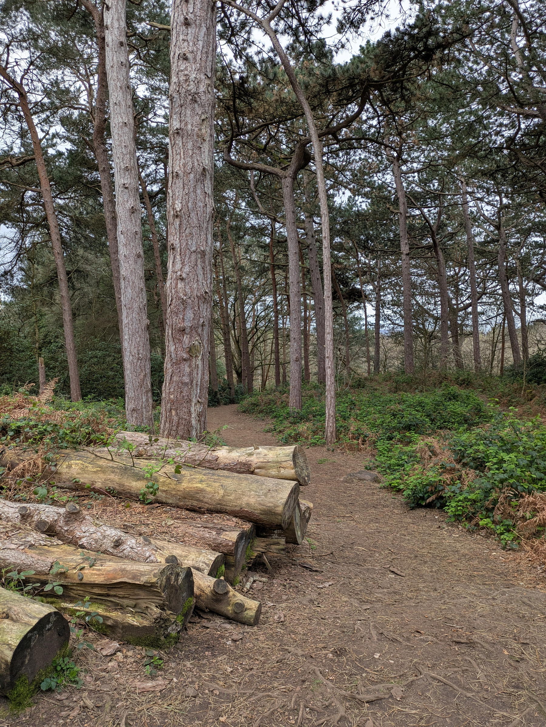 A path winds through a forest with stacked logs and tall trees.