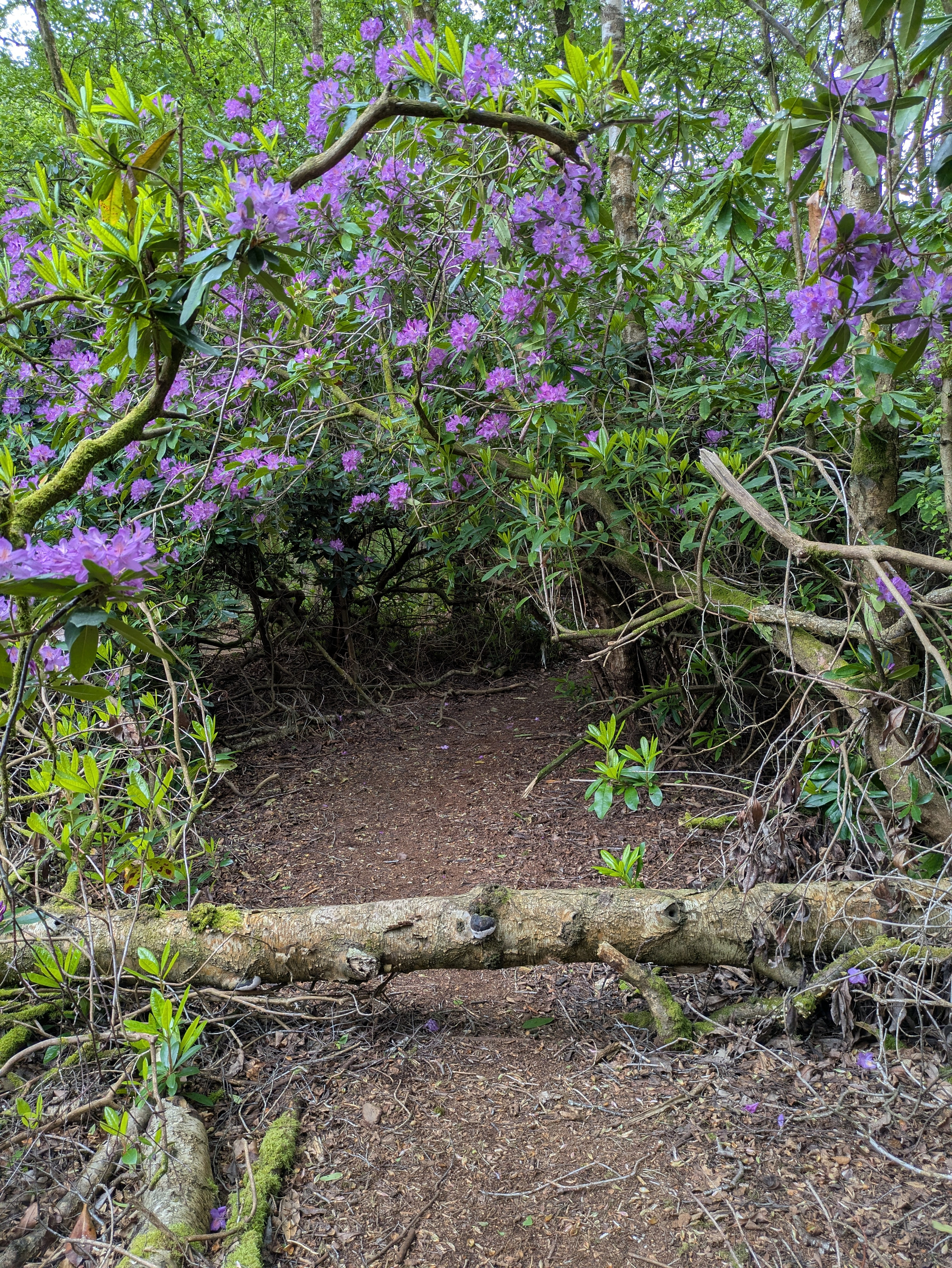 Narrow passageway under flowering rhododendron bush with fallen trunk partially blocking the path.