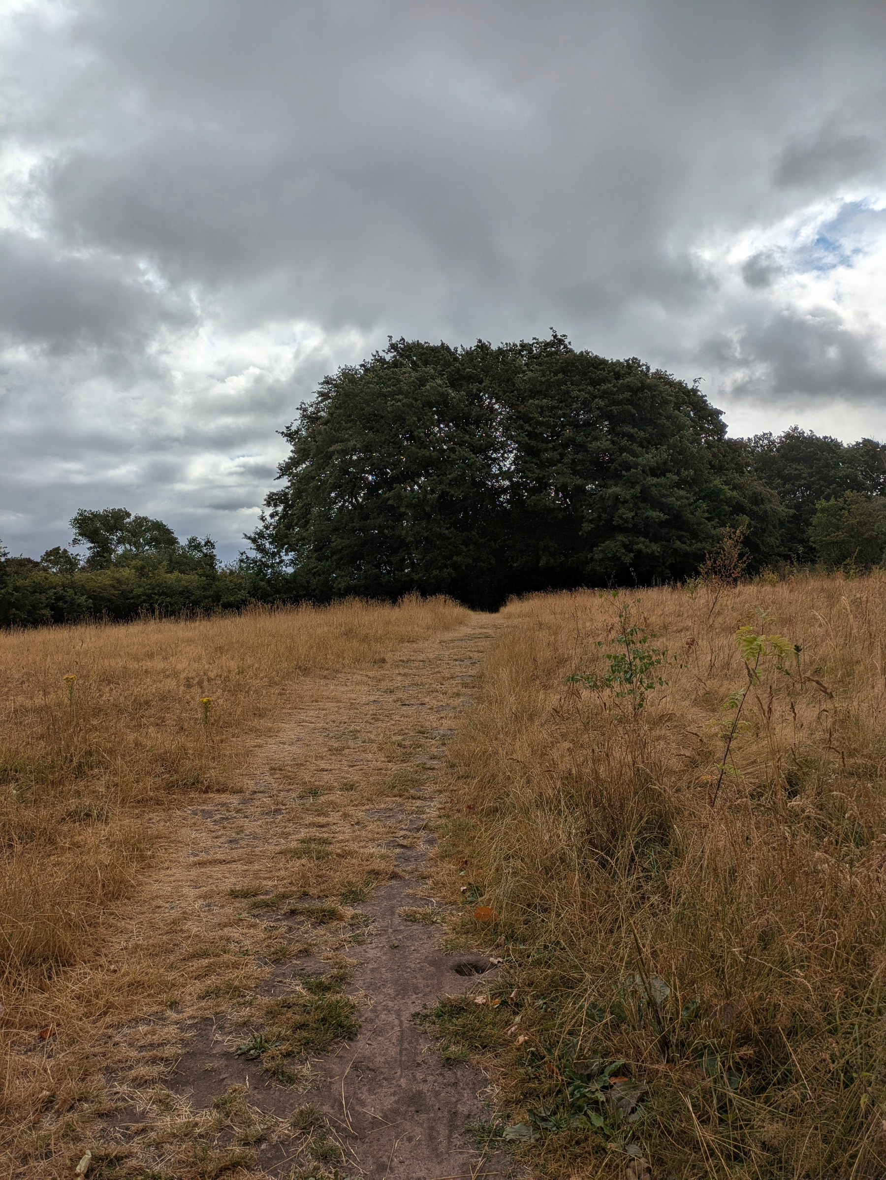 A dirt path winds through a dry grassy field leading towards a cluster of large trees under a cloudy sky.