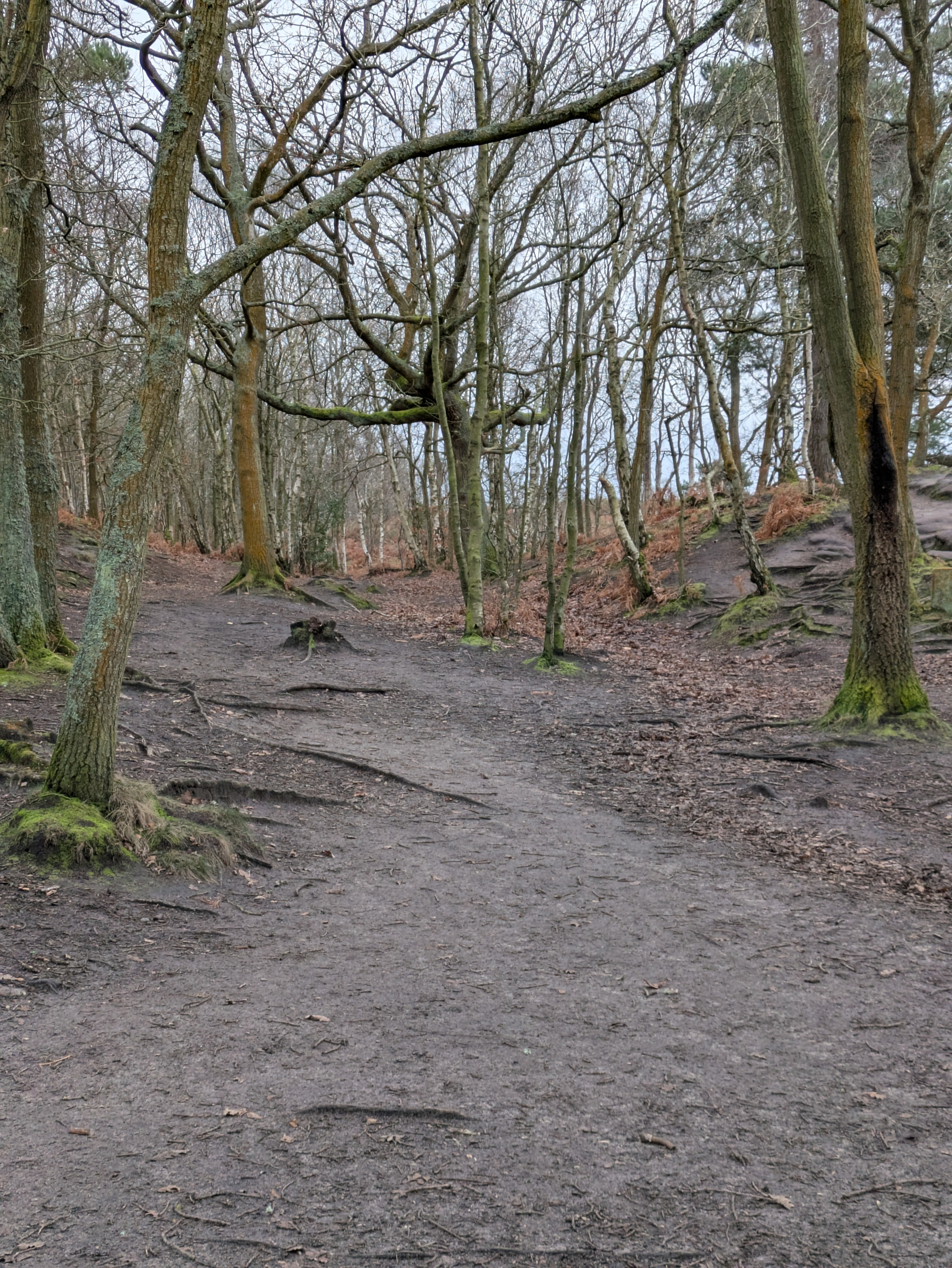 A dirt path winds through a leafless, tranquil forest with bare branches and sparse undergrowth.