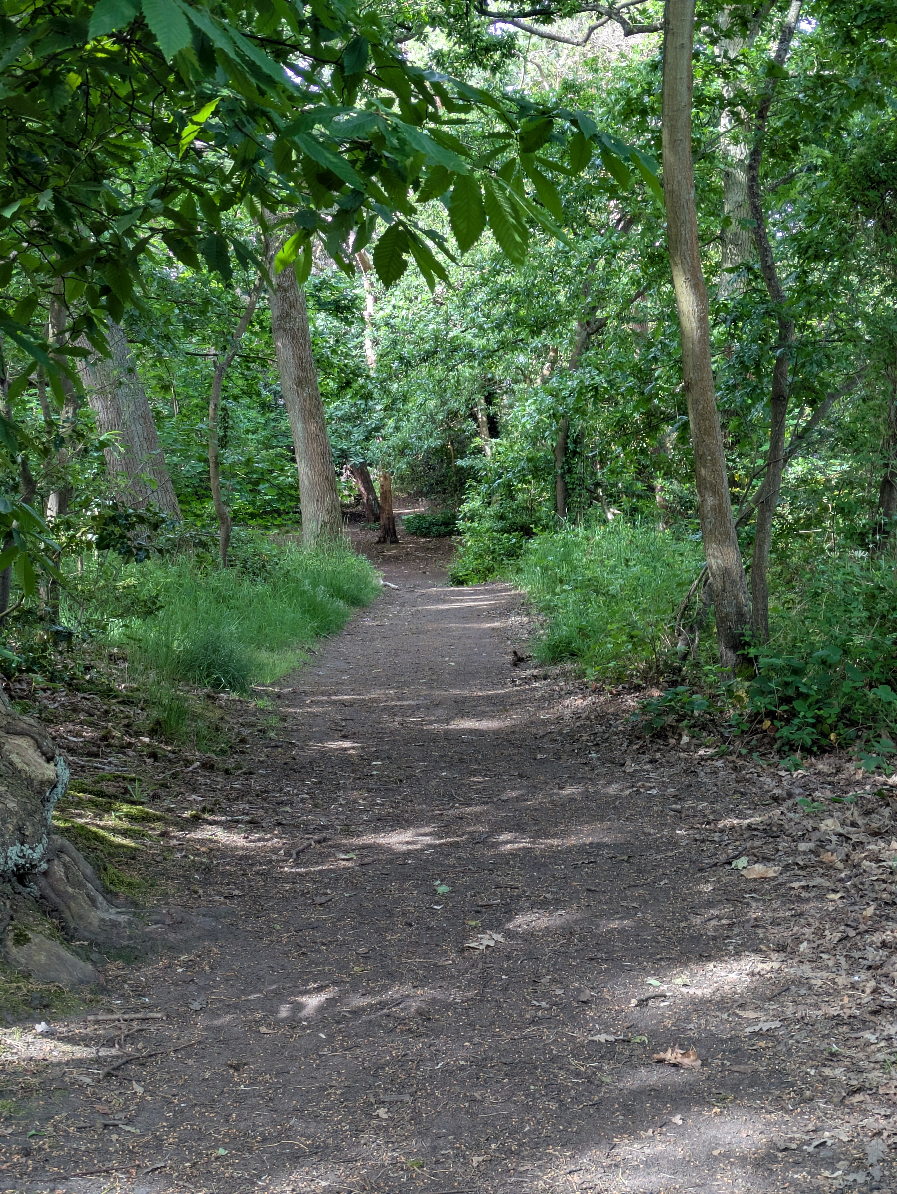 A dirt path winds through a lush, green forest with trees and shrubs on either side.