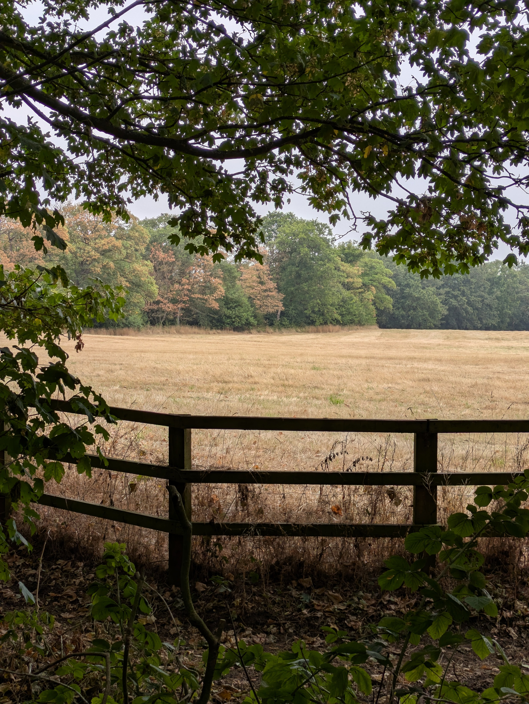A wooden fence borders a dry grassy field with a backdrop of green and autumn-colored trees, framed by branches and leaves.