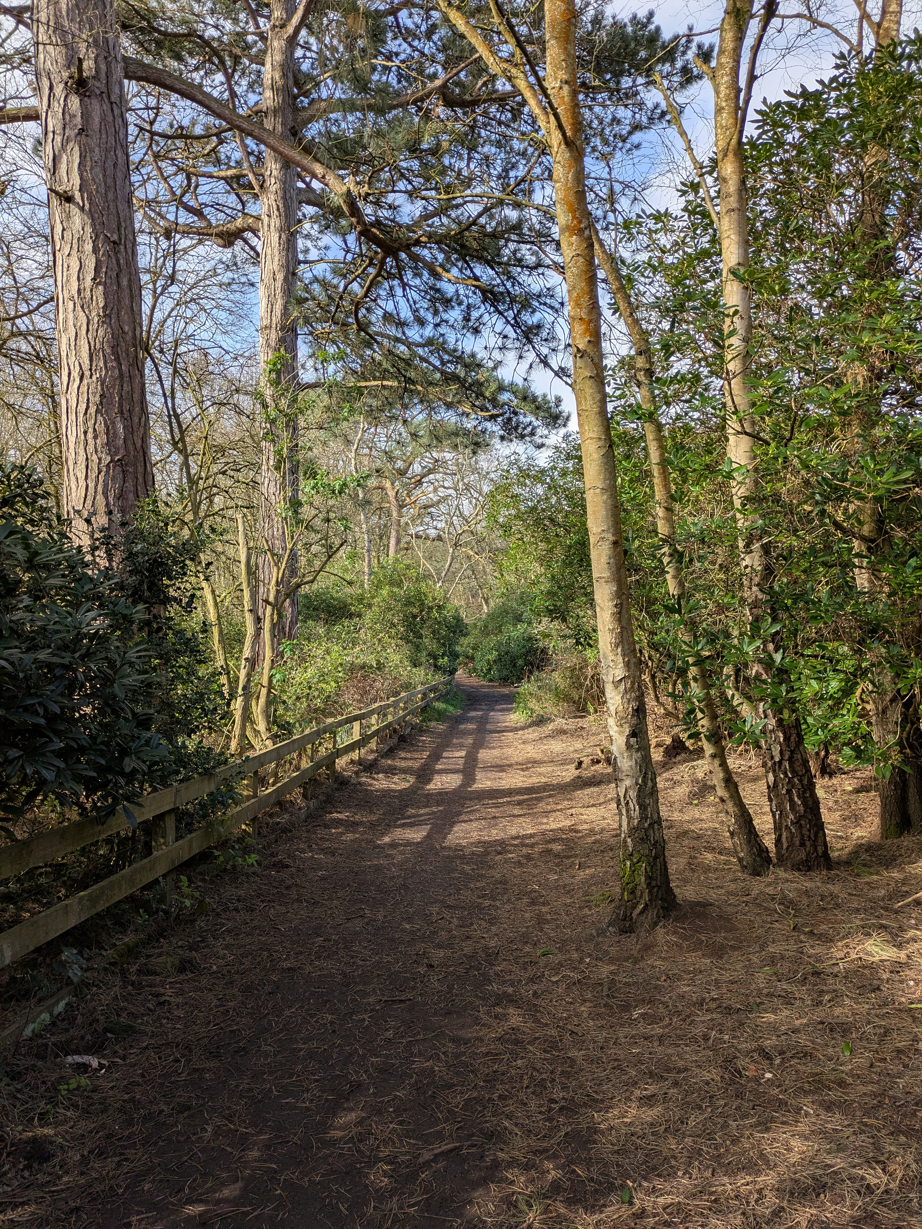 A serene woodland path is lined with tall trees and a wooden fence, bathed in sunlight.