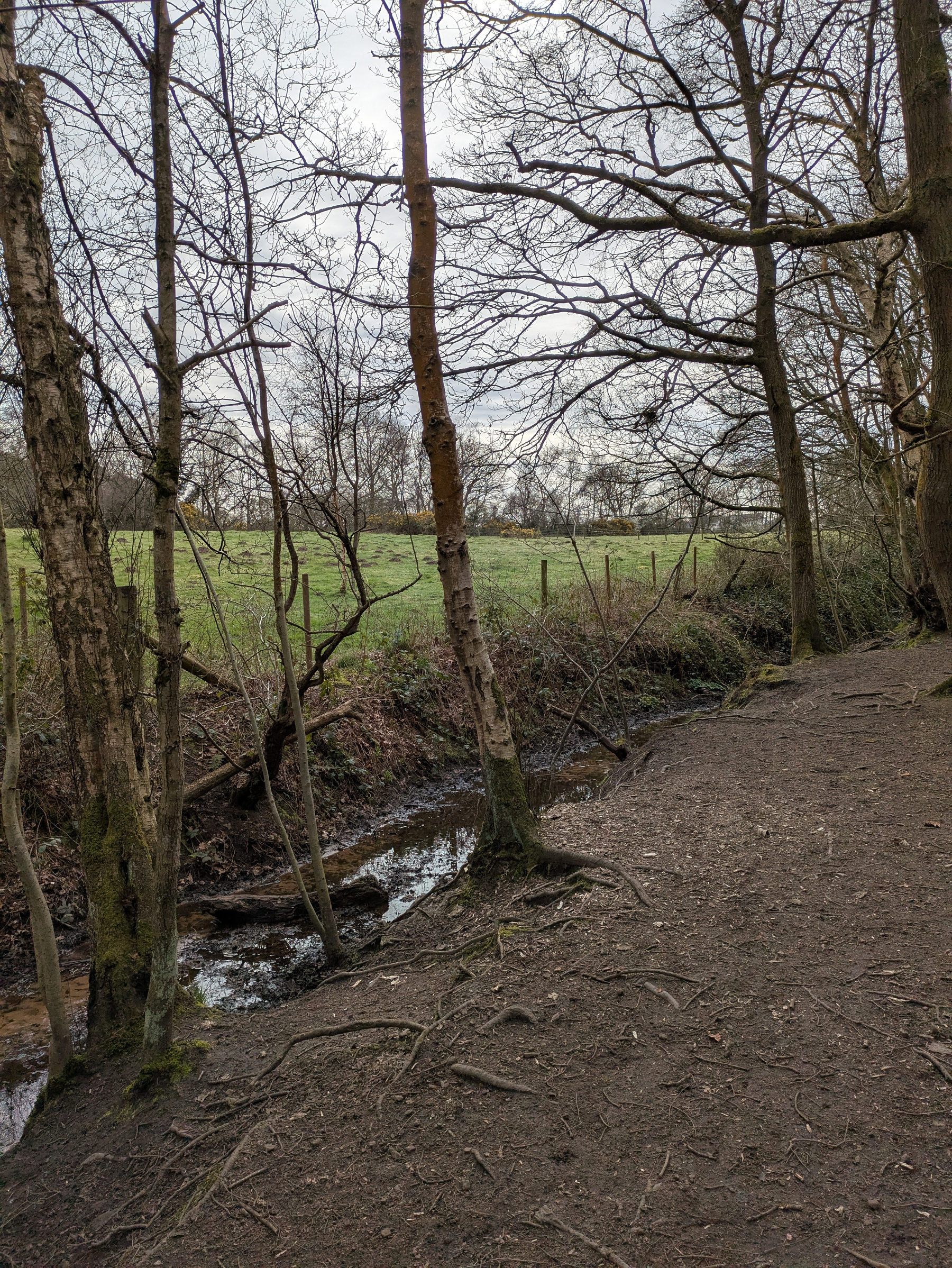 A narrow stream winds through a wooded area with bare trees, leading to a green field under a cloudy sky.